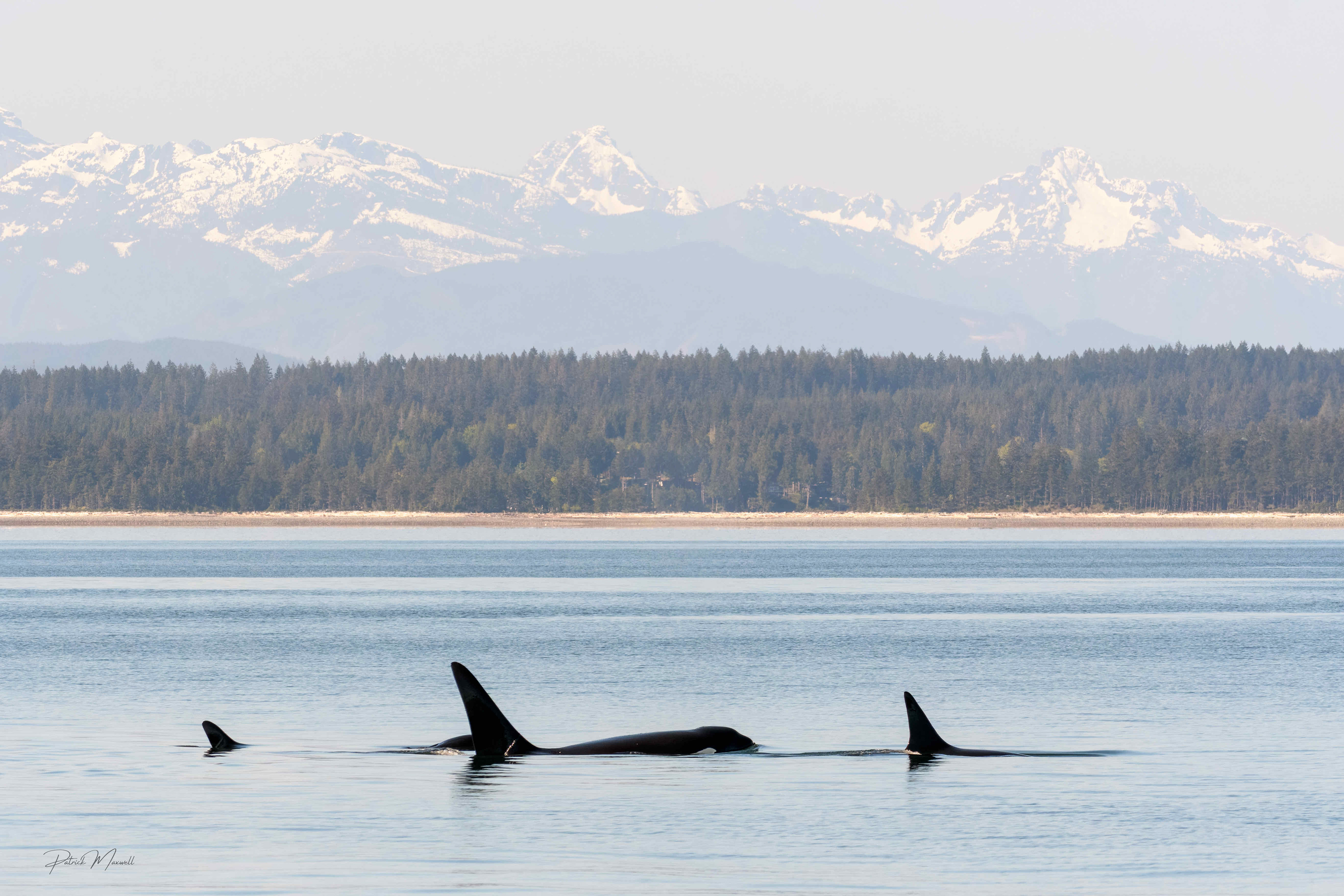 Transient Orcas
