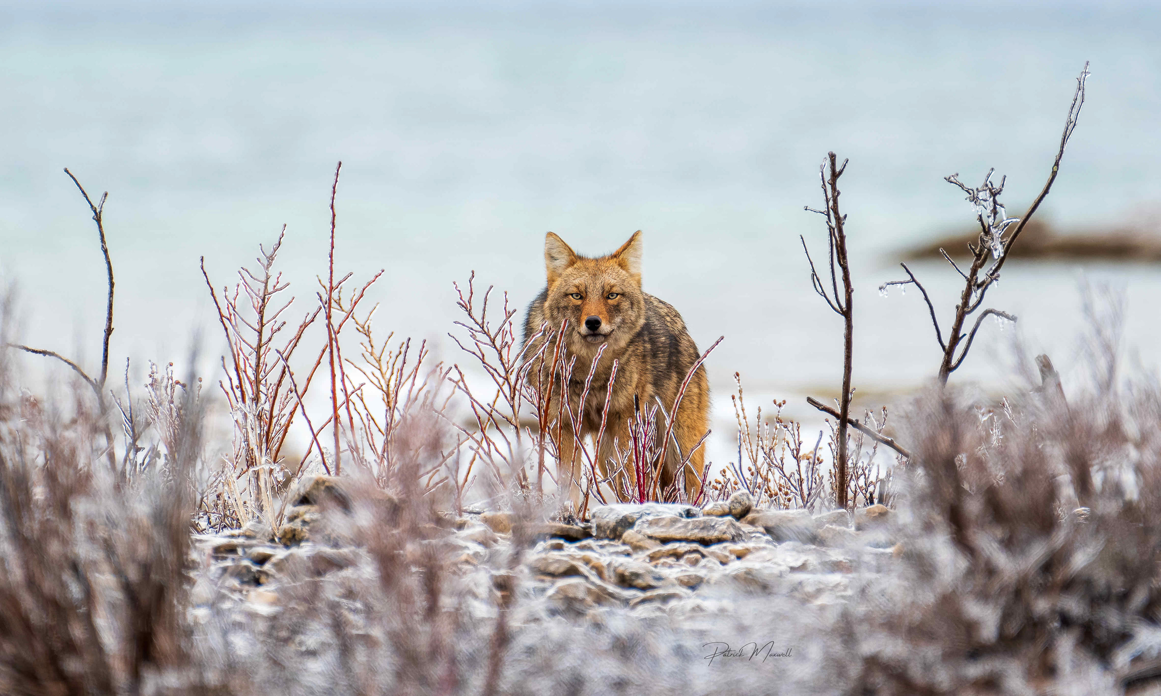 Eastern Coyote