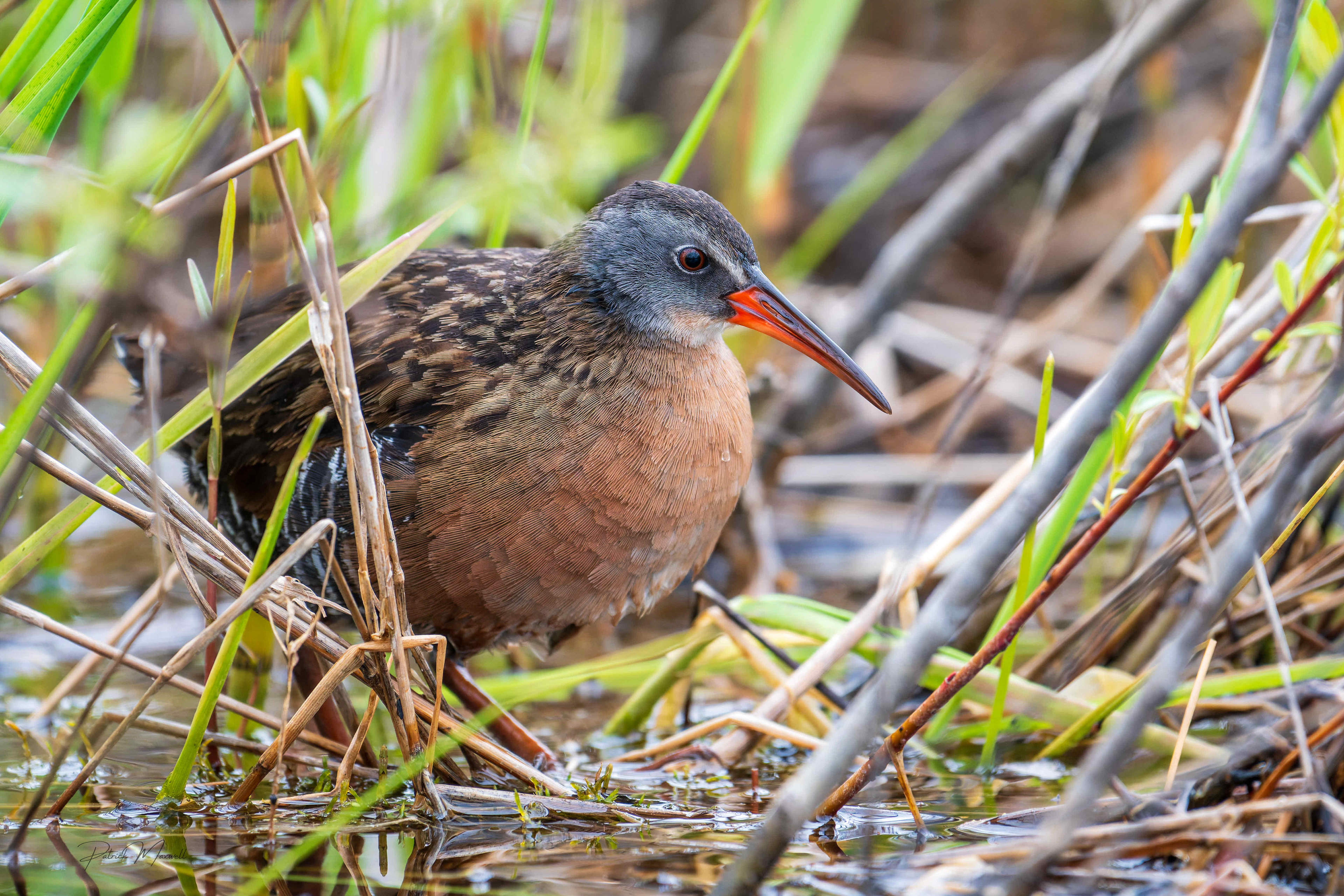 Virginia Rail