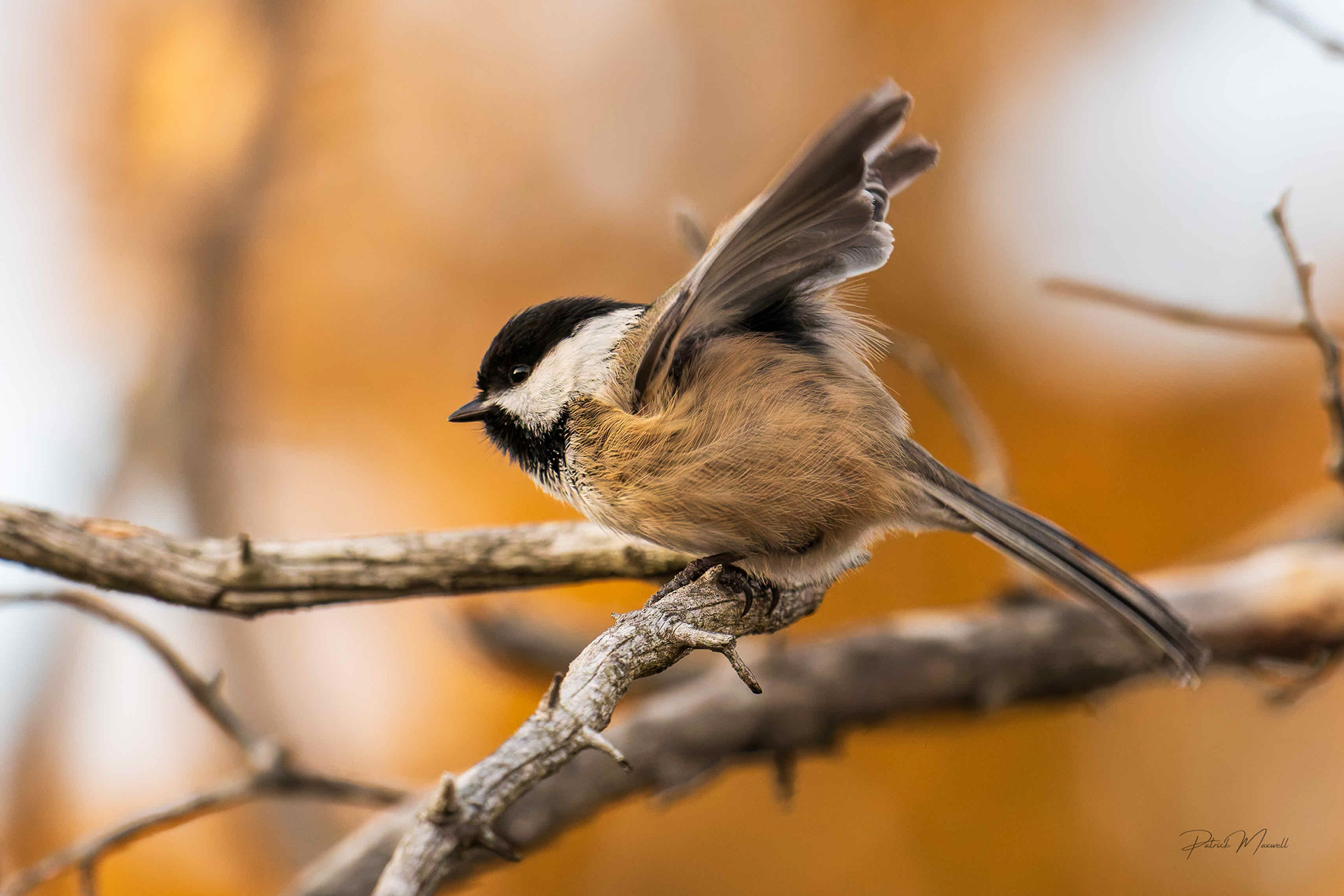 Black-capped Chickadee
