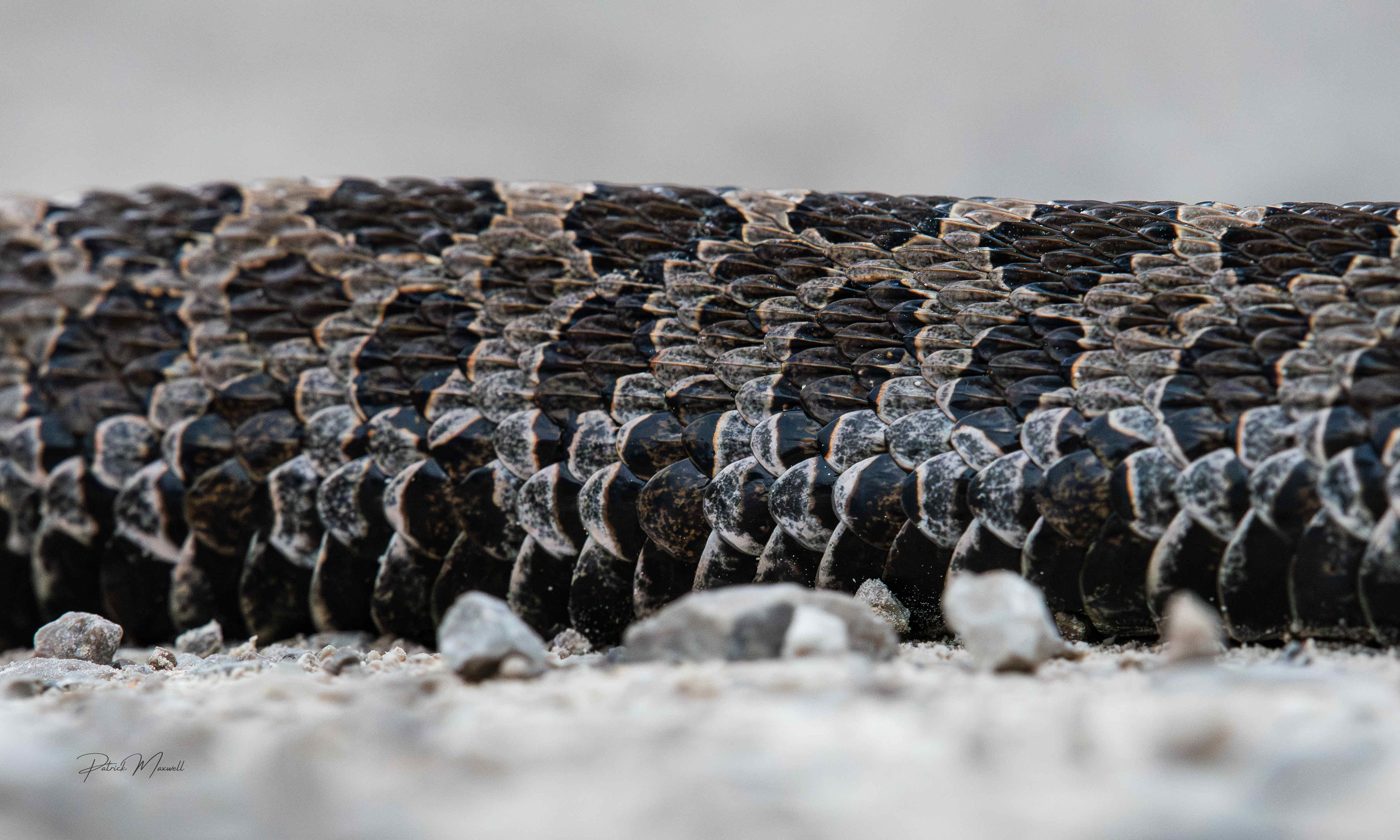 Eastern Massasauga Rattlesnake