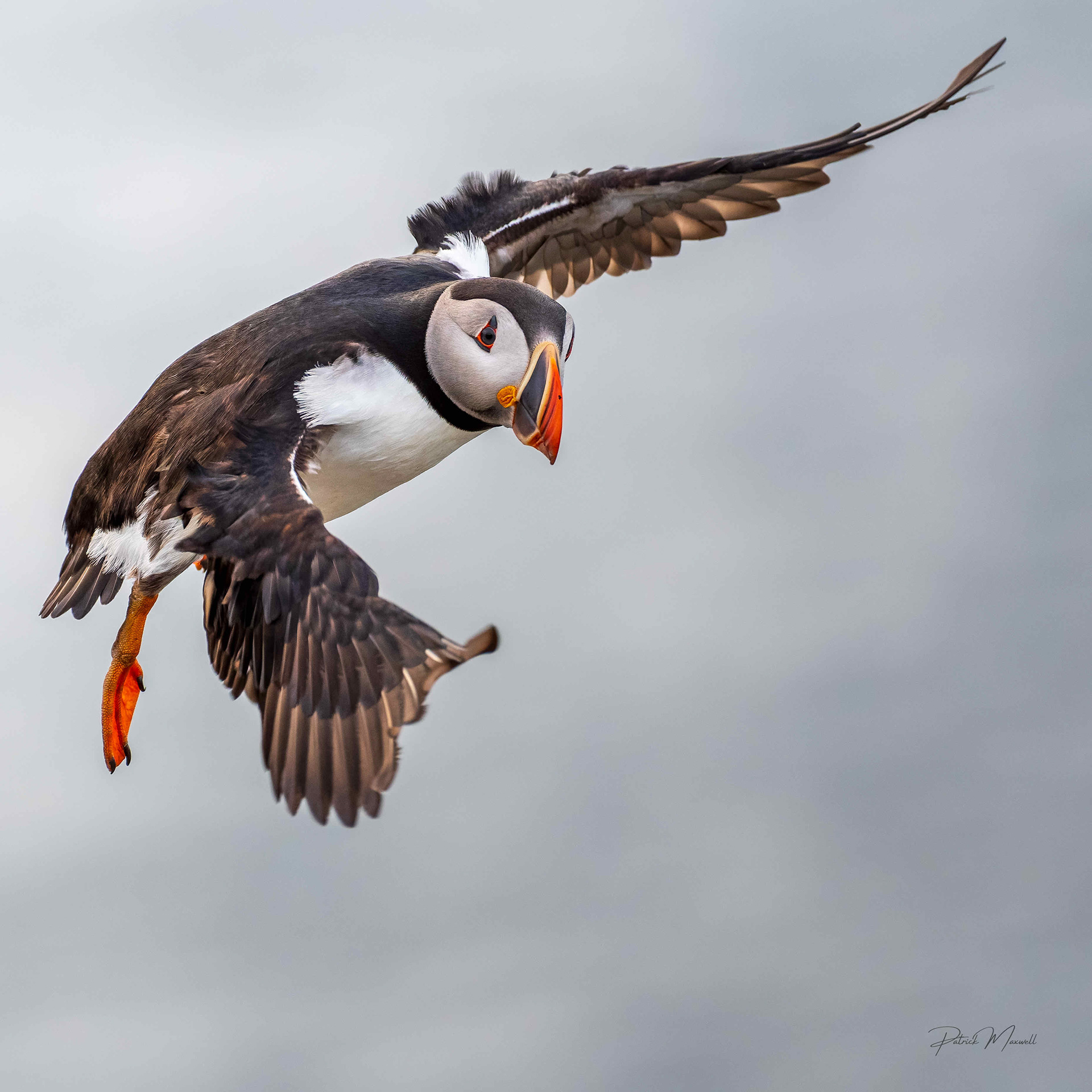 Atlantic Puffin