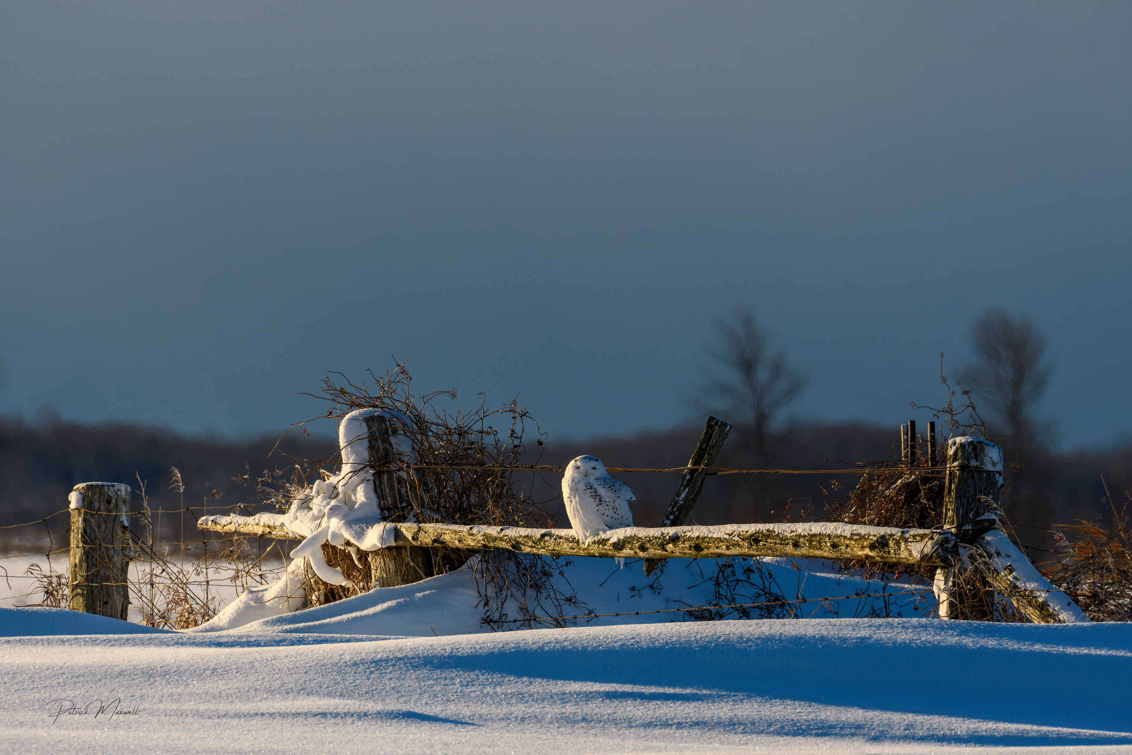 Snowy Owl