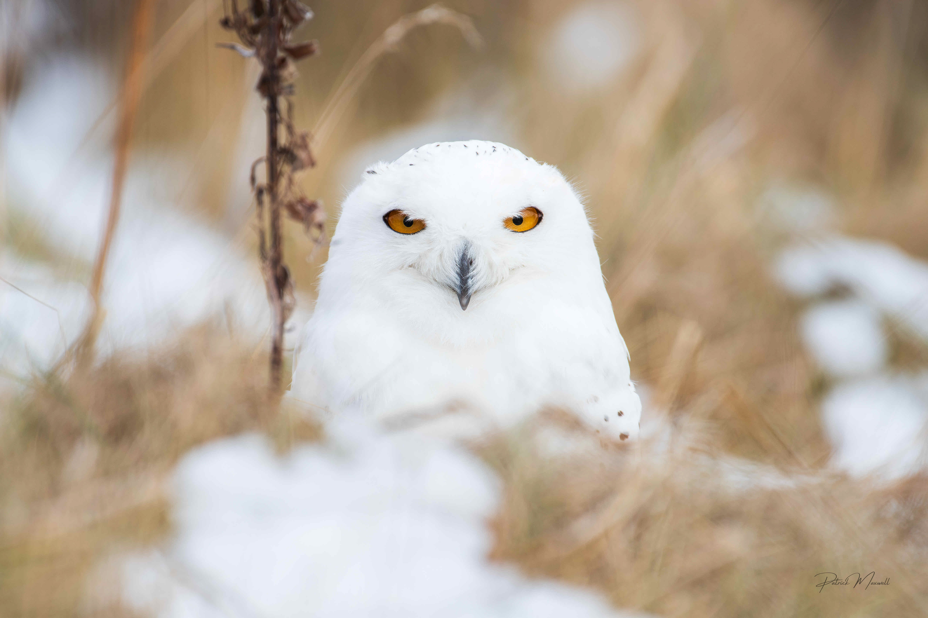 Snowy Owl