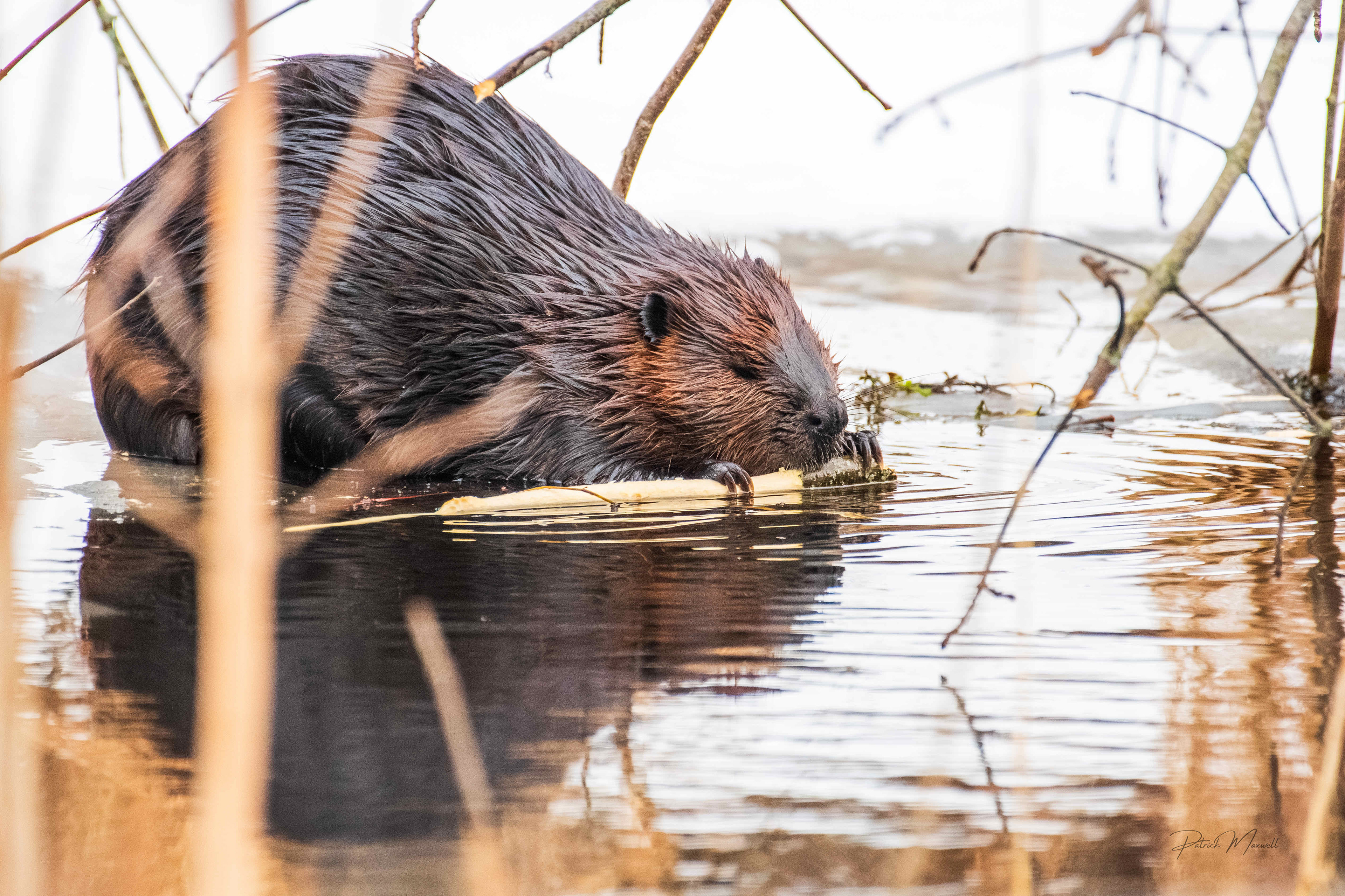 American Beaver