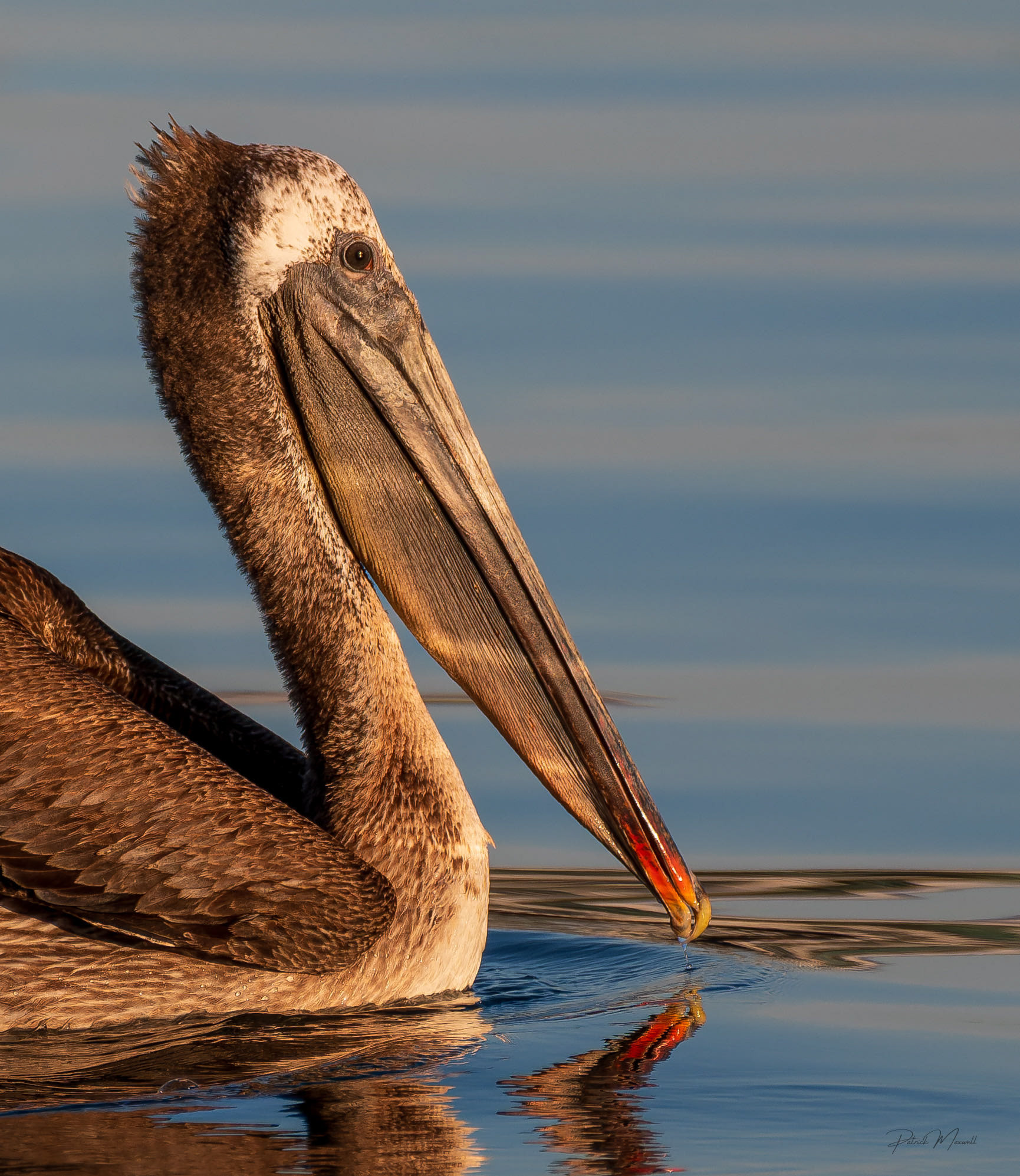 Brown Pelican