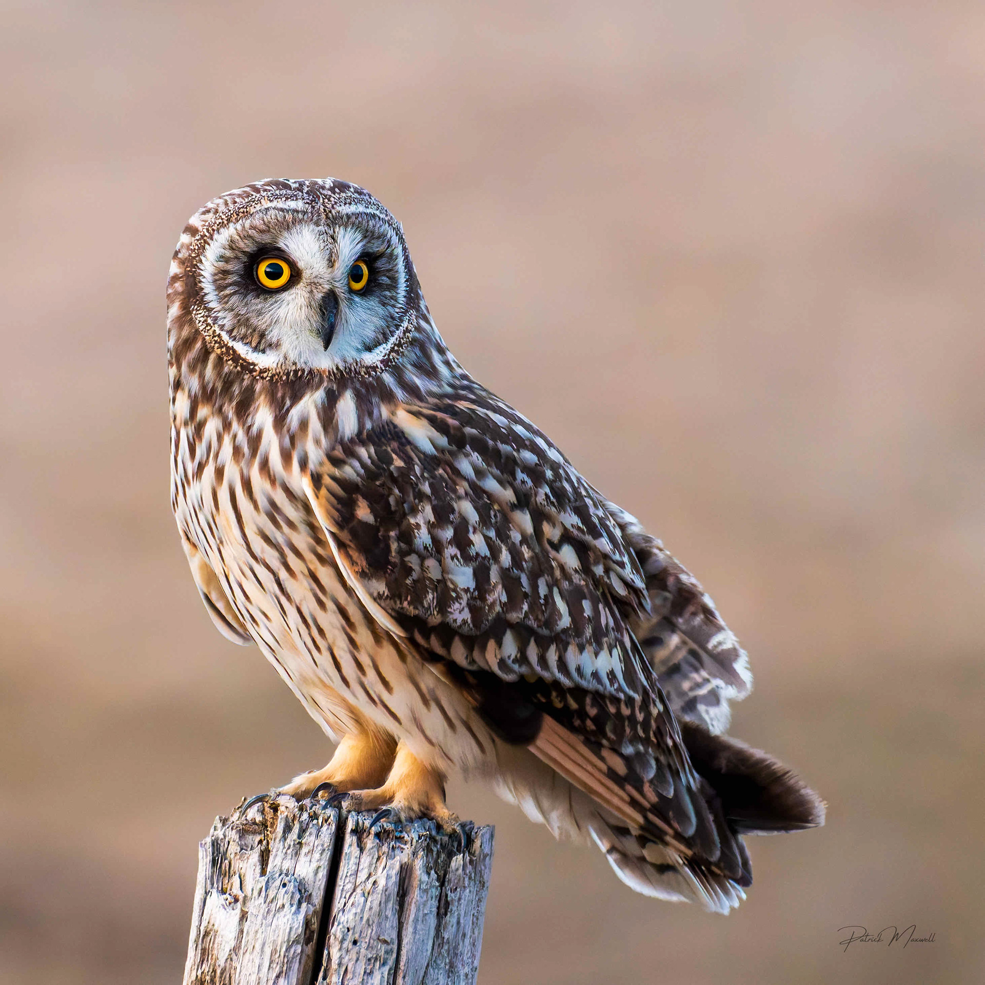 Short-eared Owl