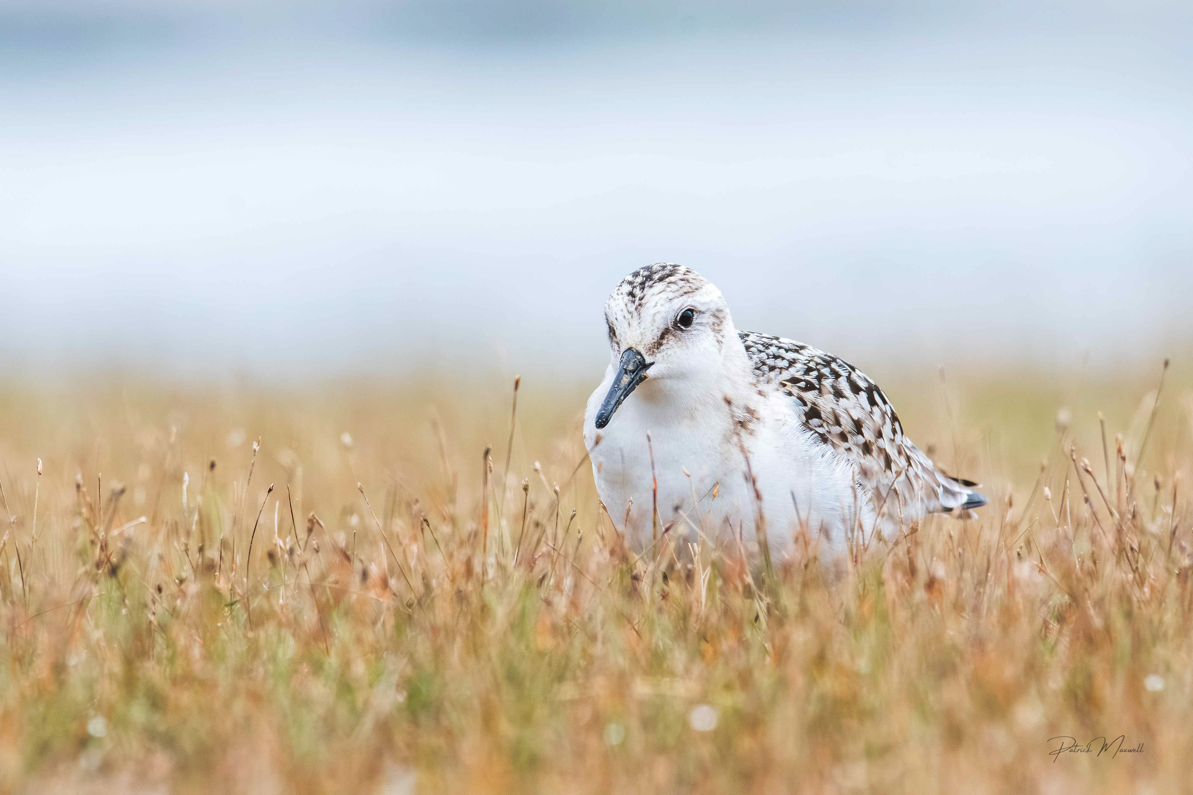 Sanderling