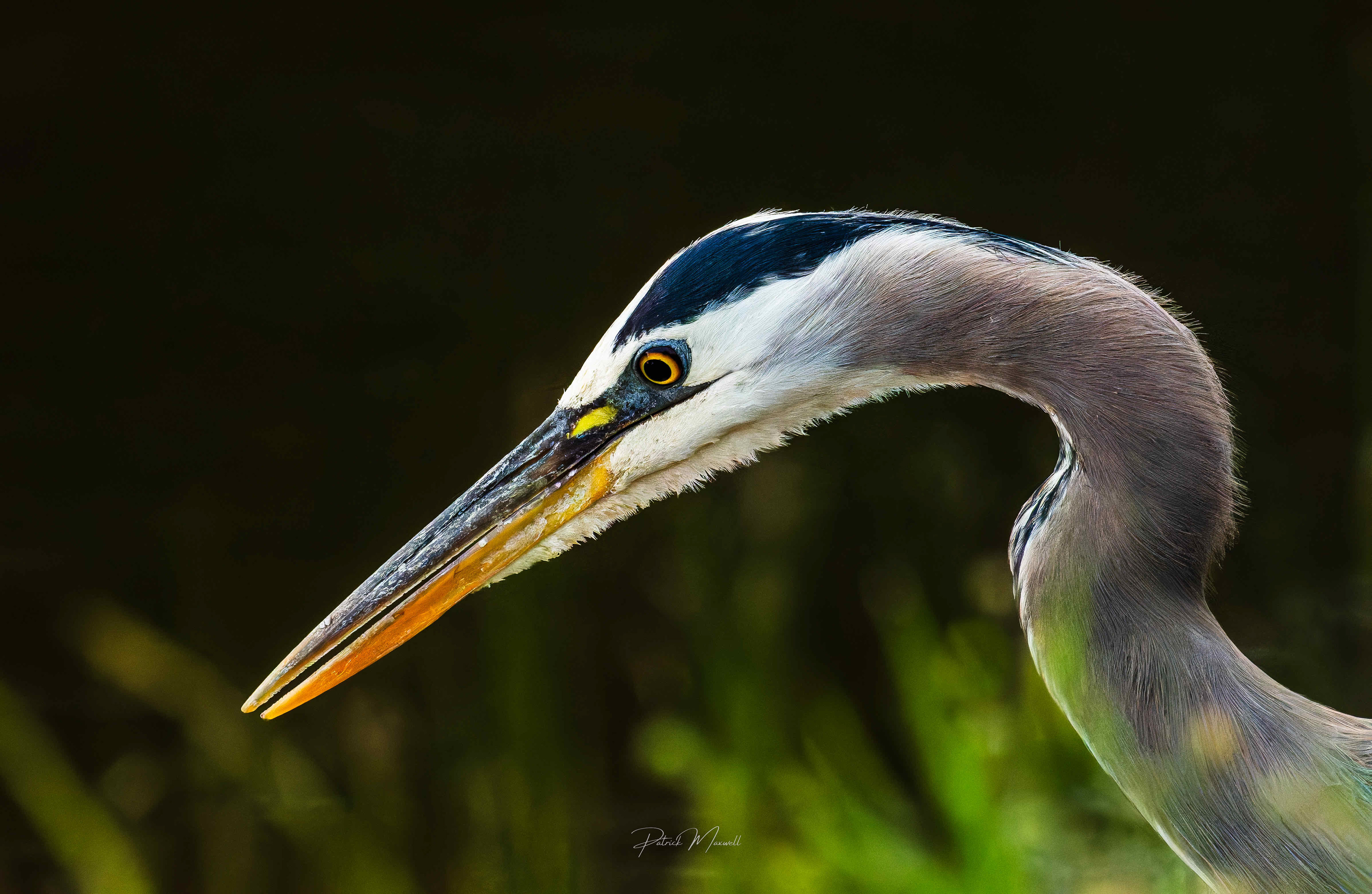 Great Blue Heron