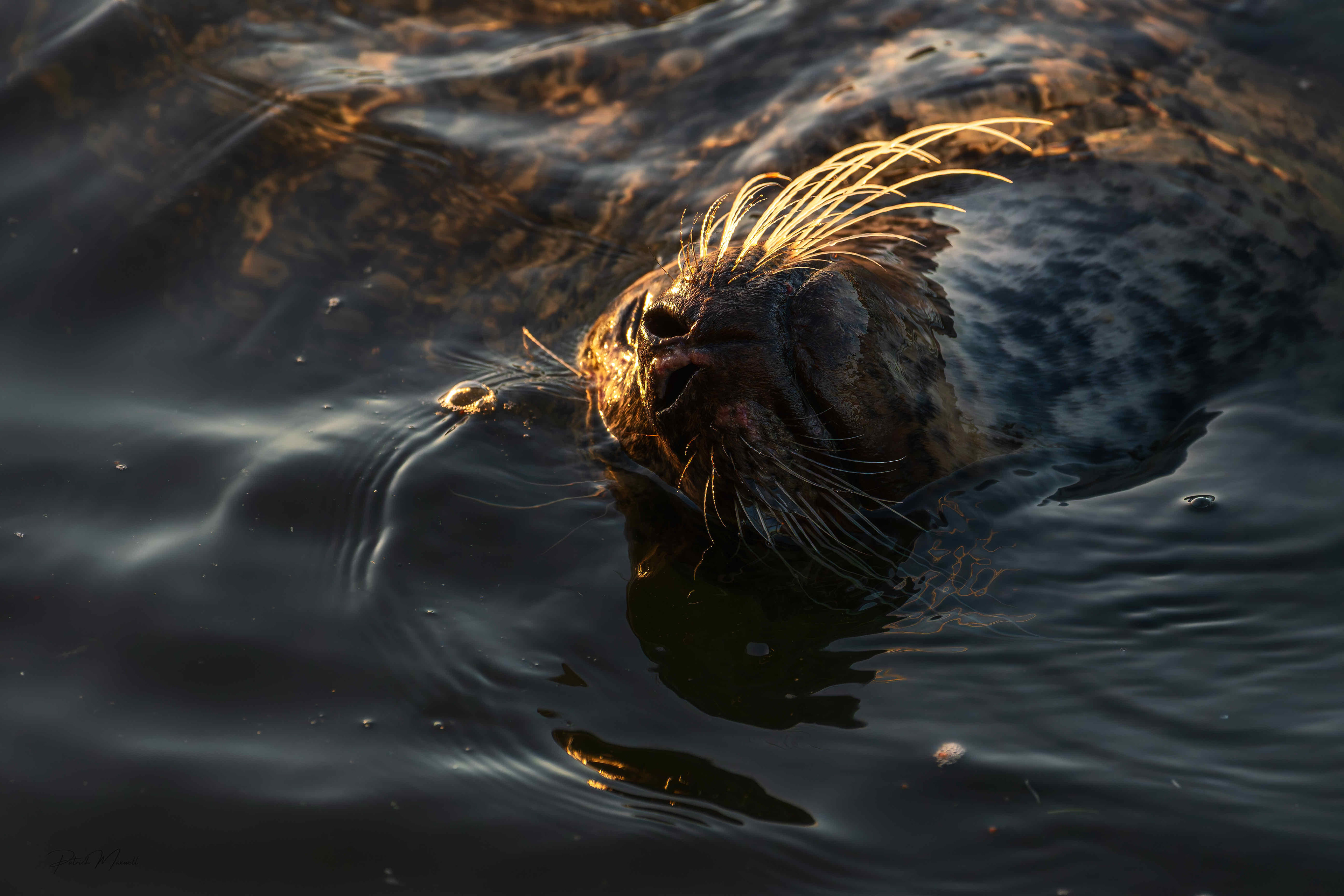 Harbour Seal