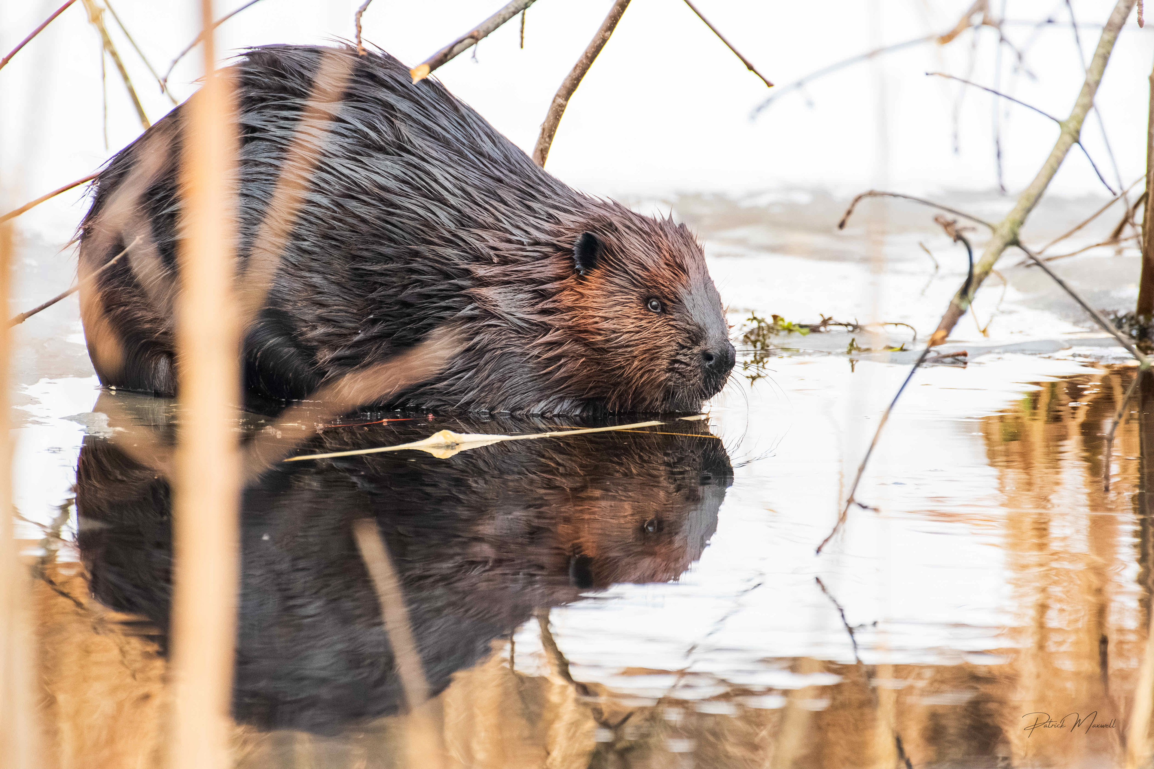 American Beaver