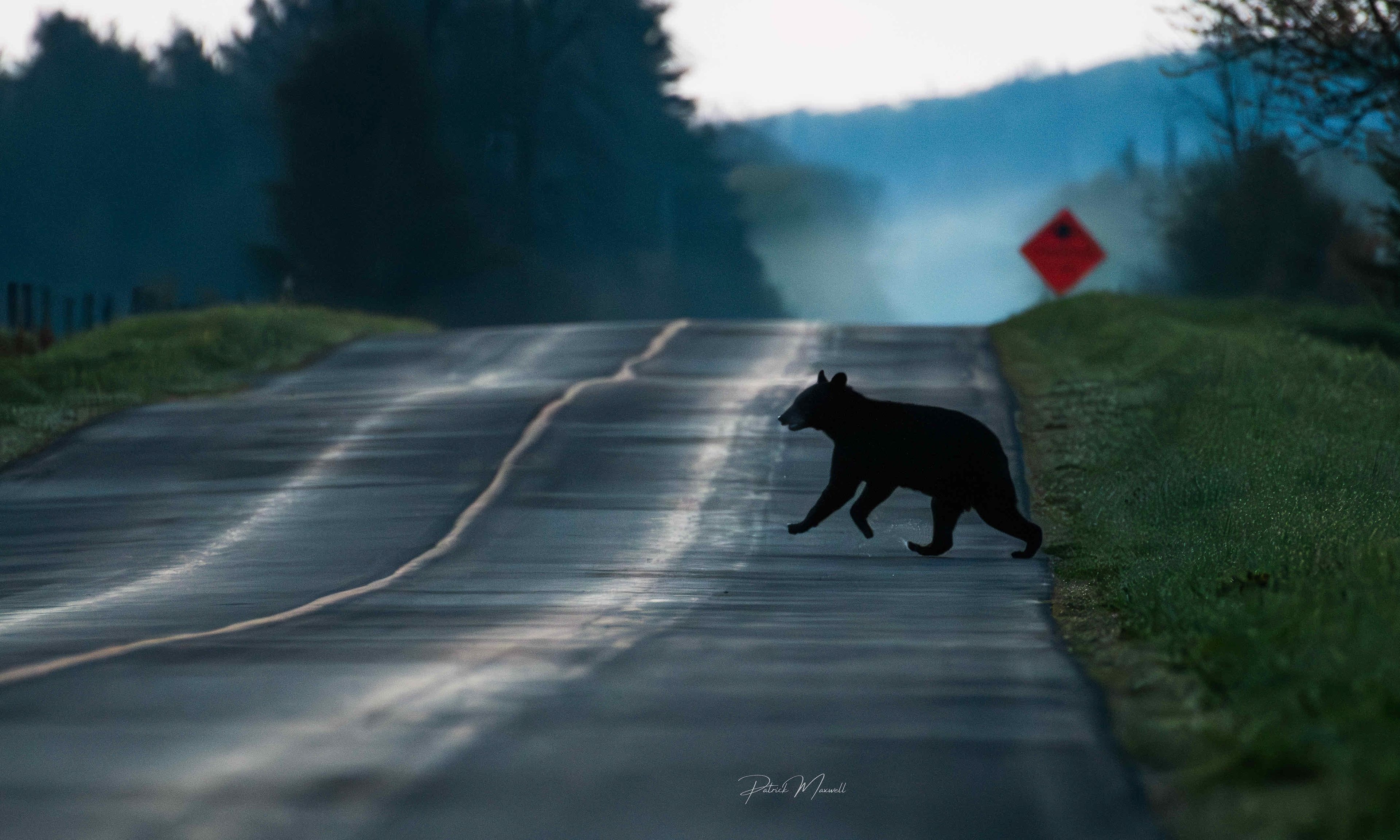 Black Bear