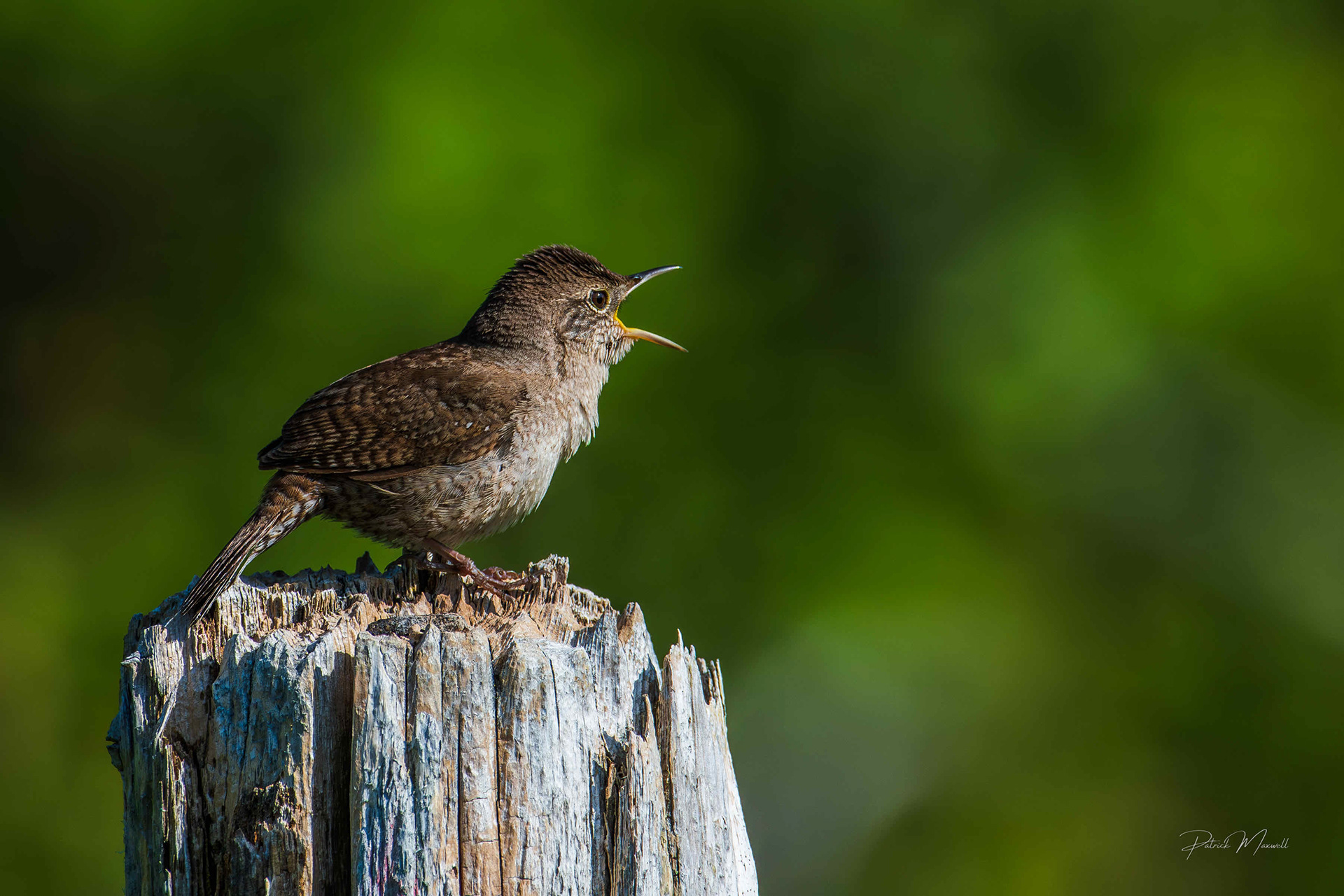 House Wren