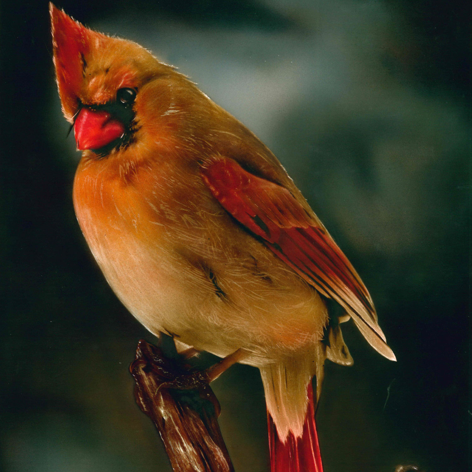 Cardinal