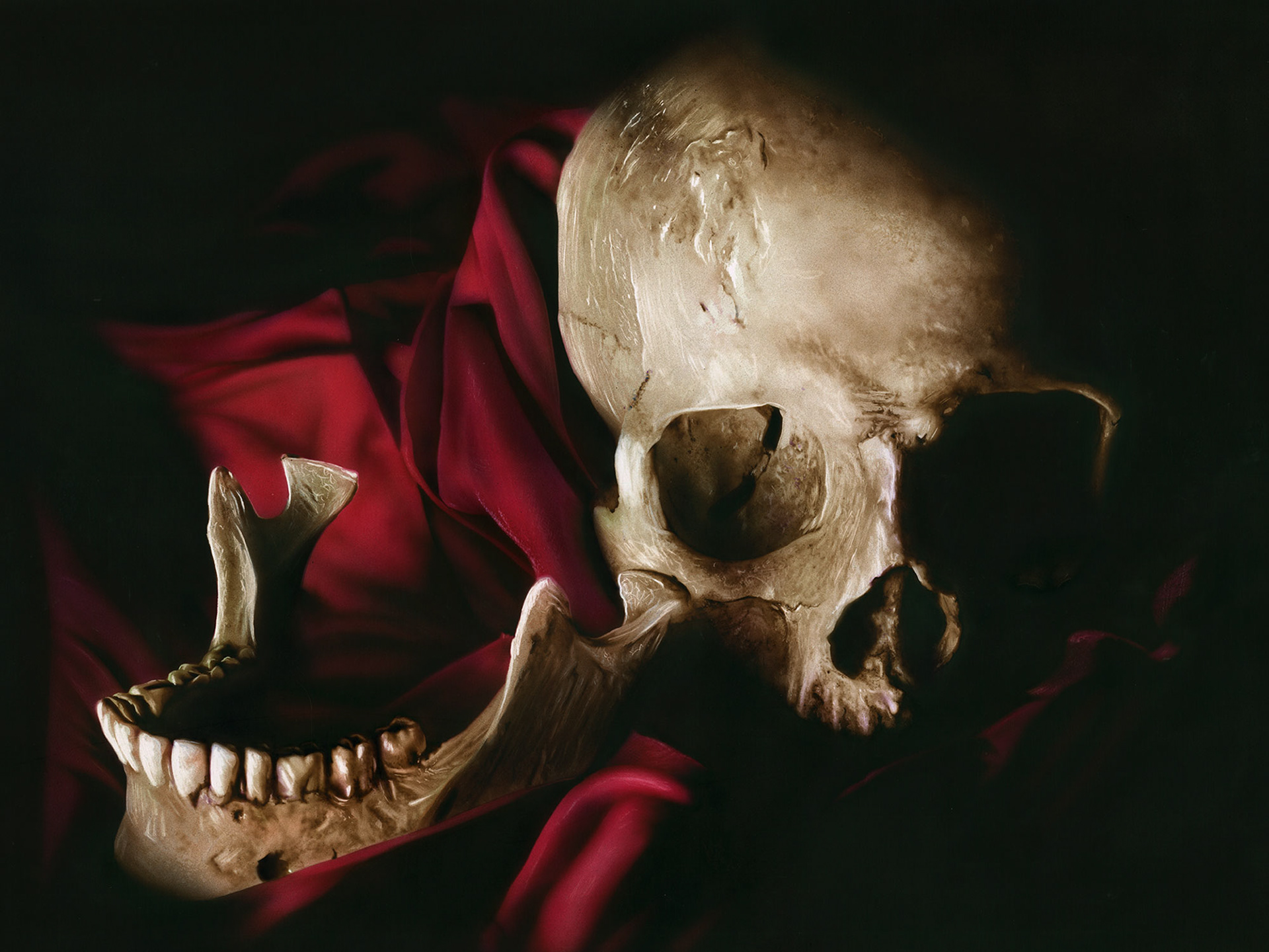 Skull Still Life