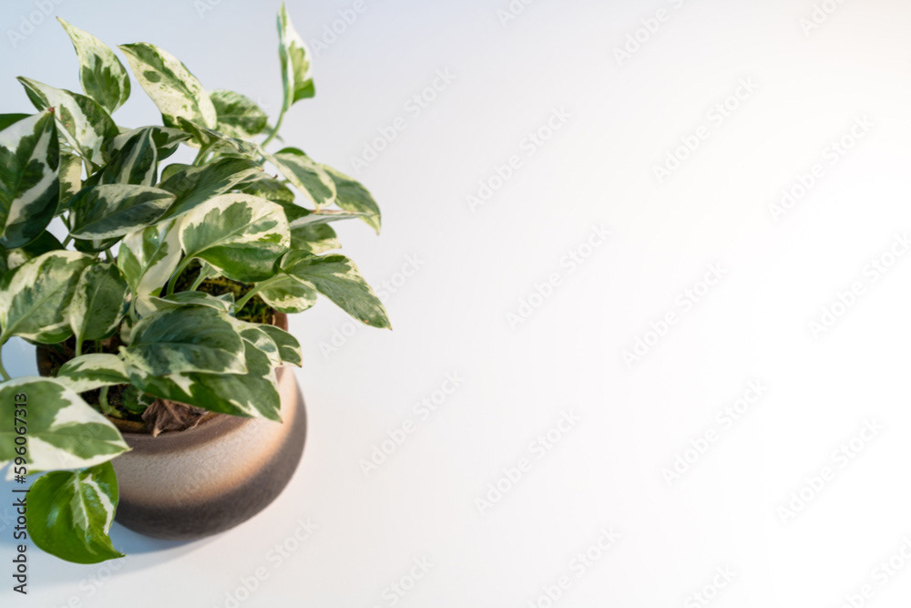 Ivy Plant on Table