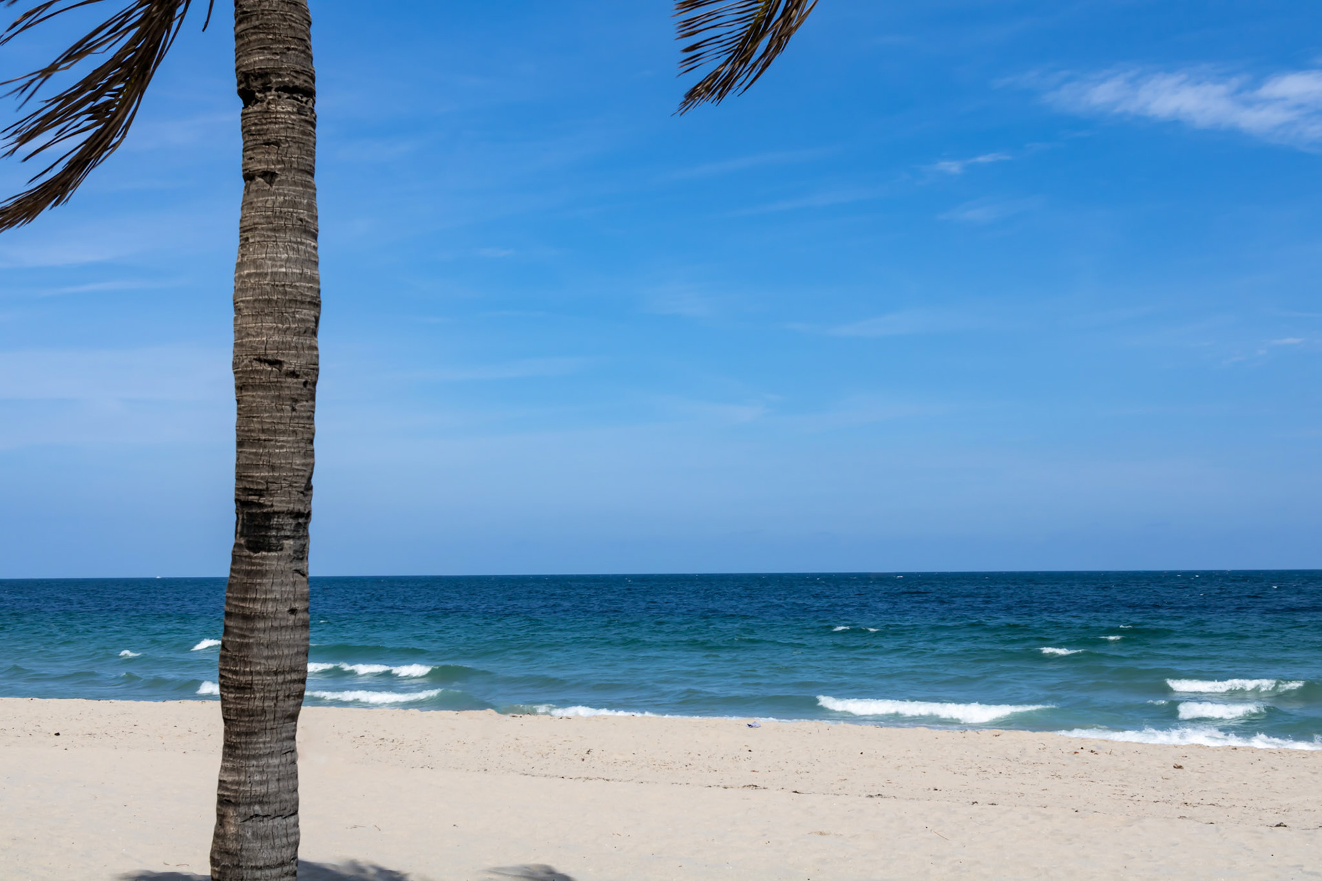 Florida Beach with Palm Tree