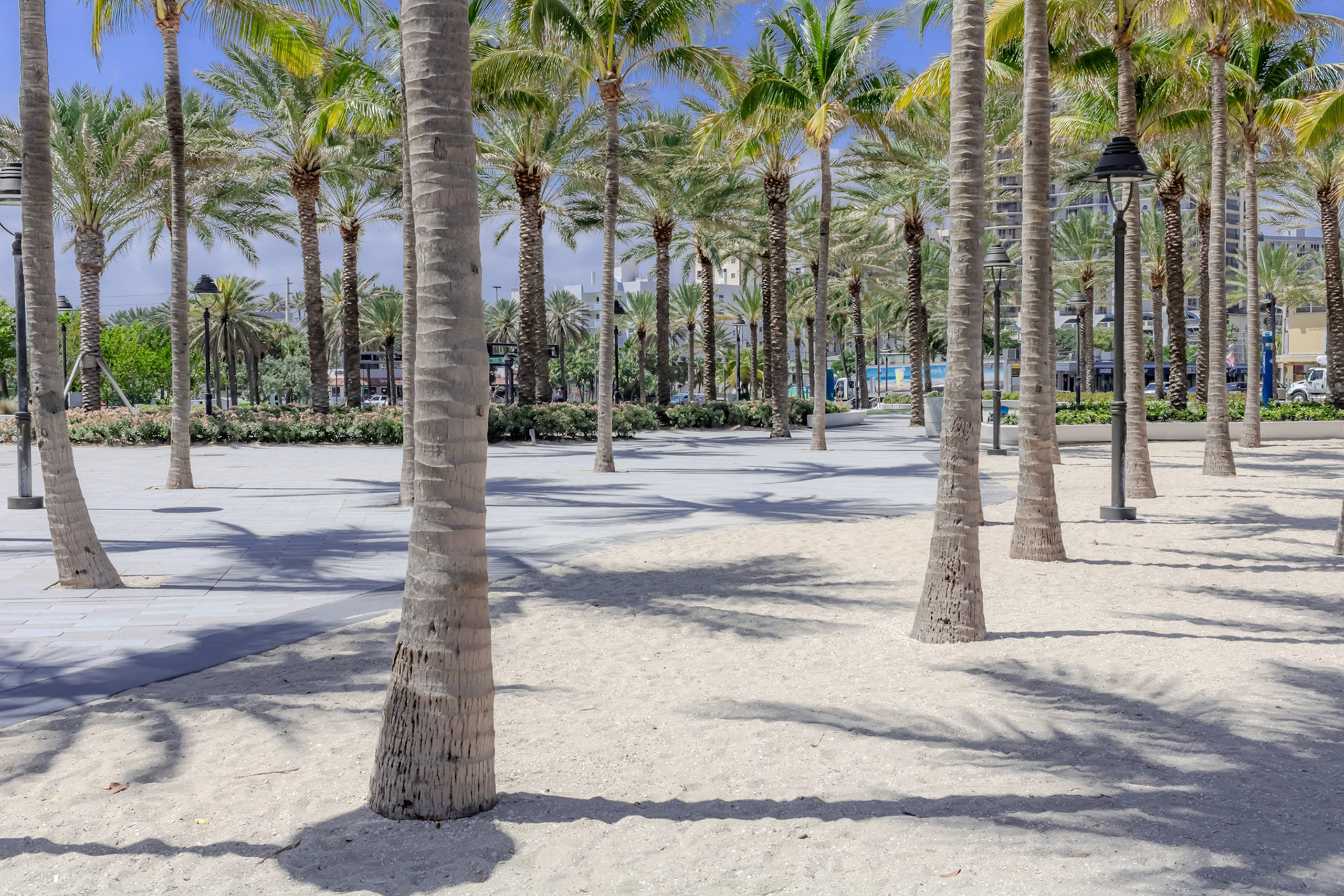 Wide Angle Shot of Group of Palm Trees.