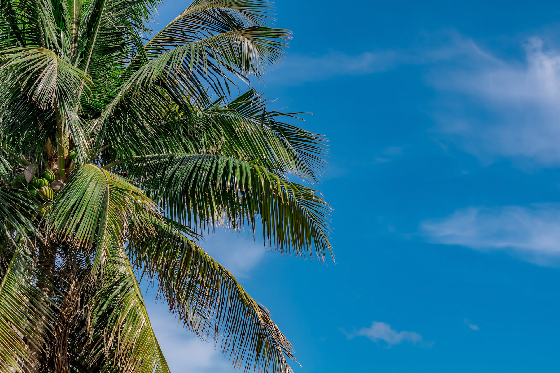 Florida Palm Tree