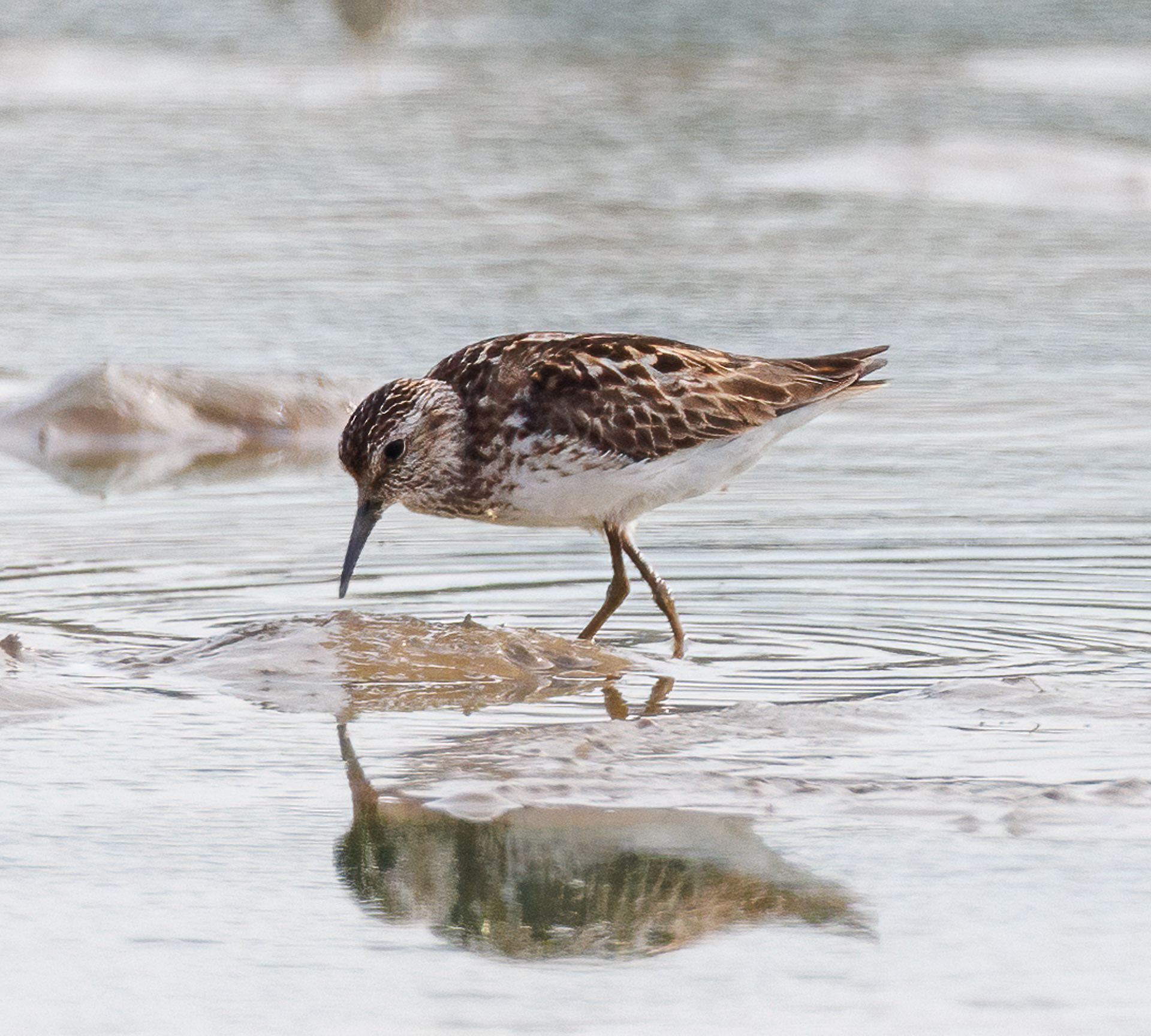 Least Sandpiper