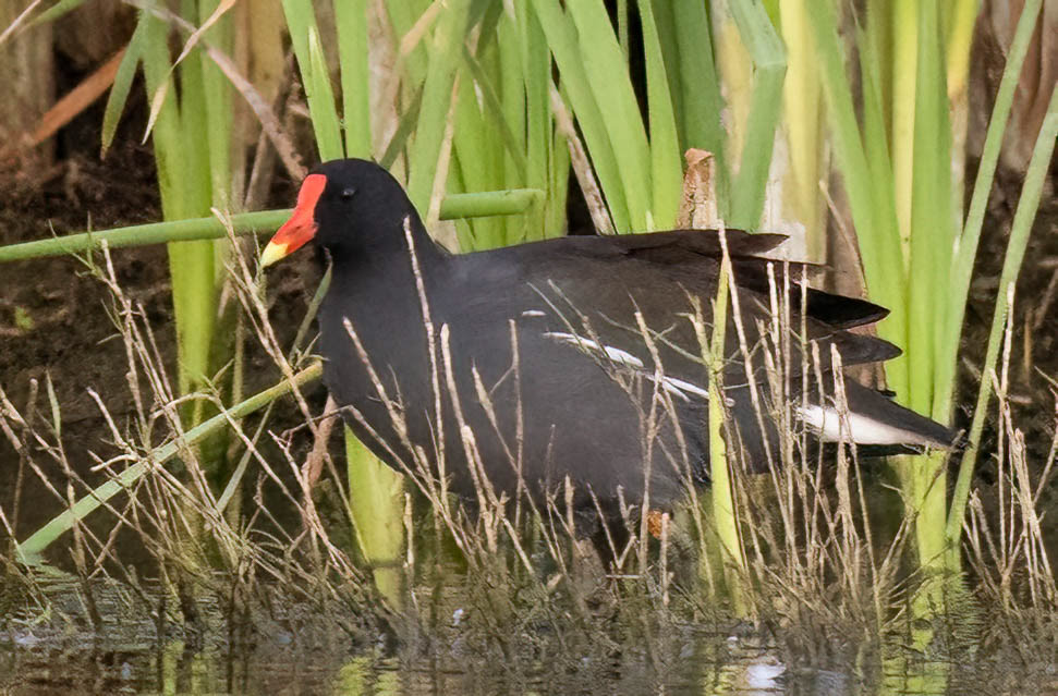 Common Gallinule