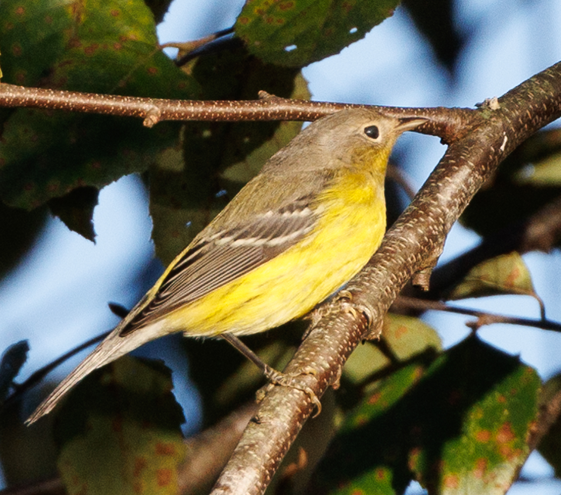 Nashville Warbler