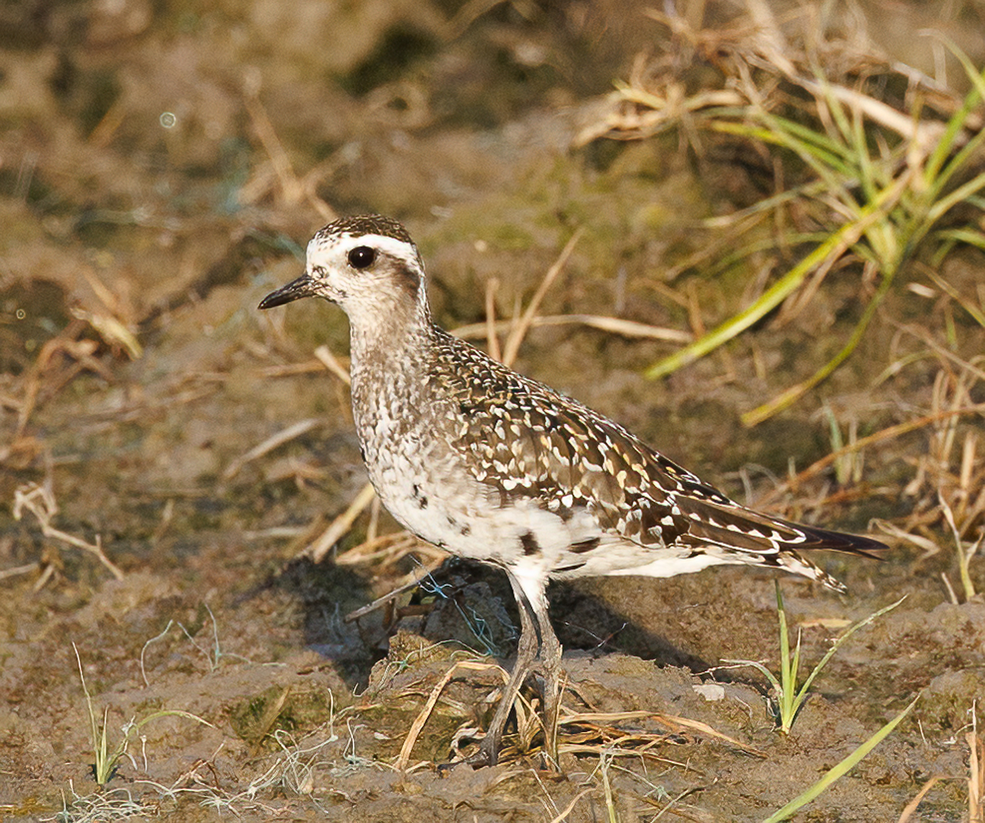 American Golden-Plover