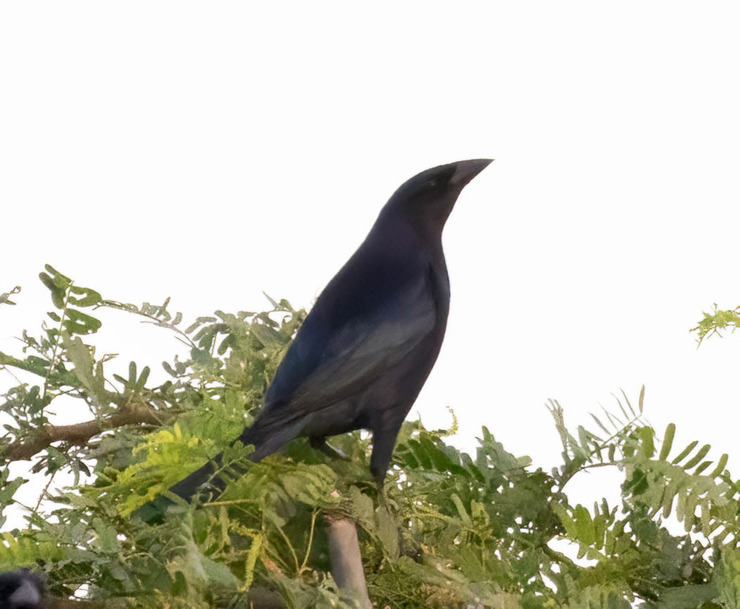 Shiny Cowbird