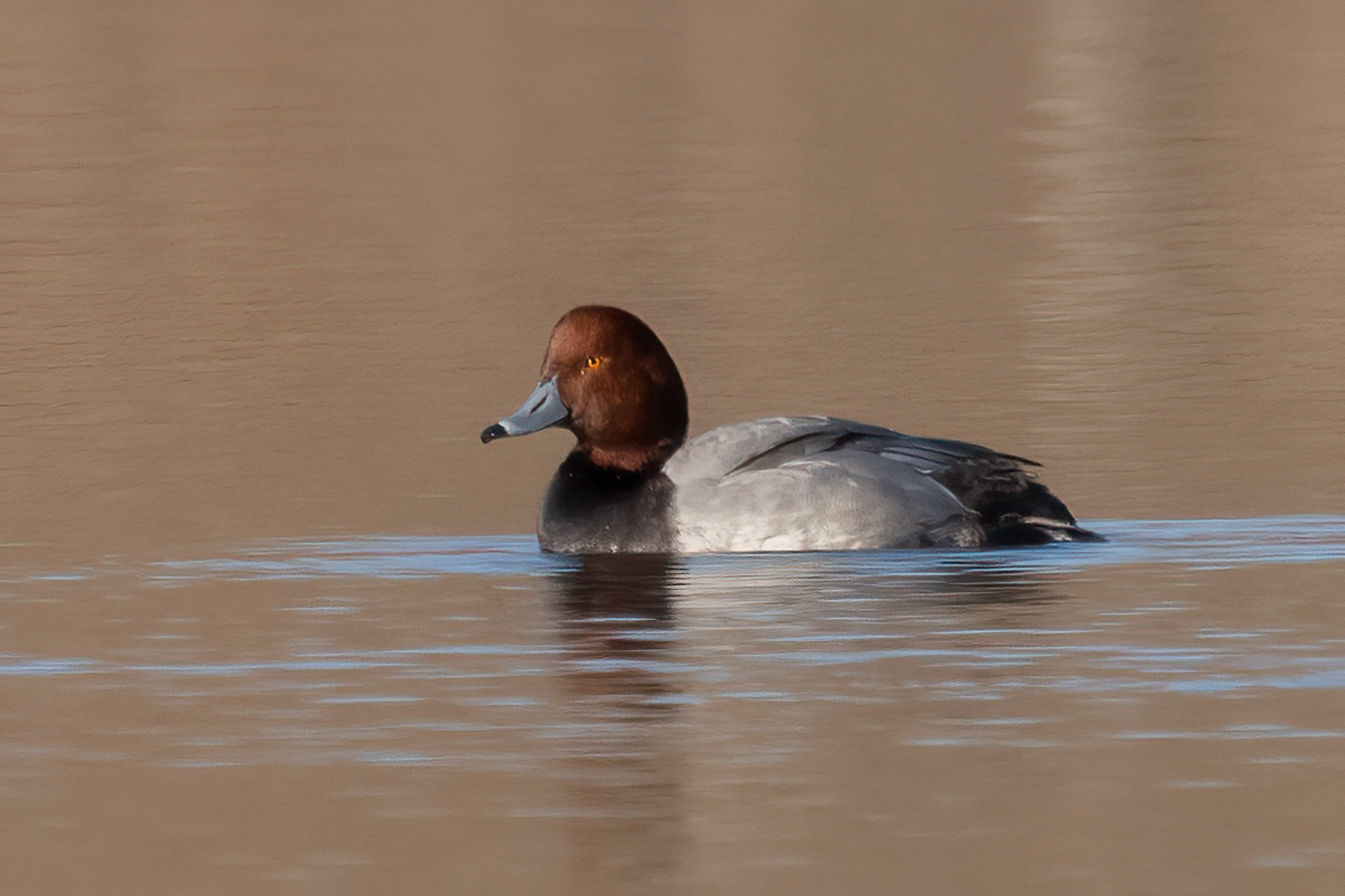 Redhead