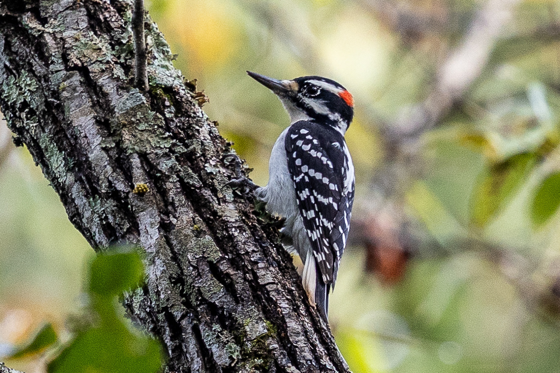 Hairy Woodpecker