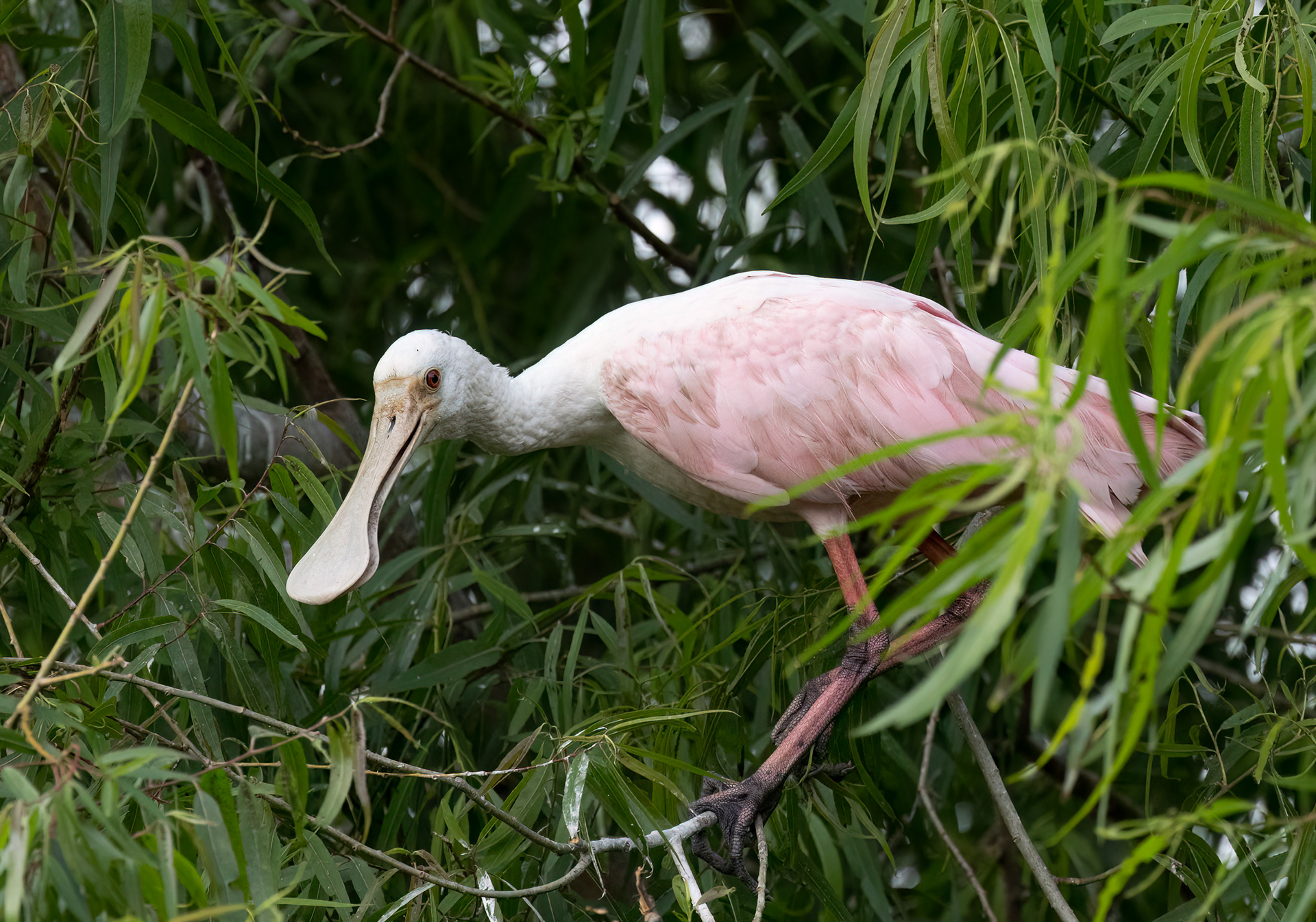 Roseate Spoonbill