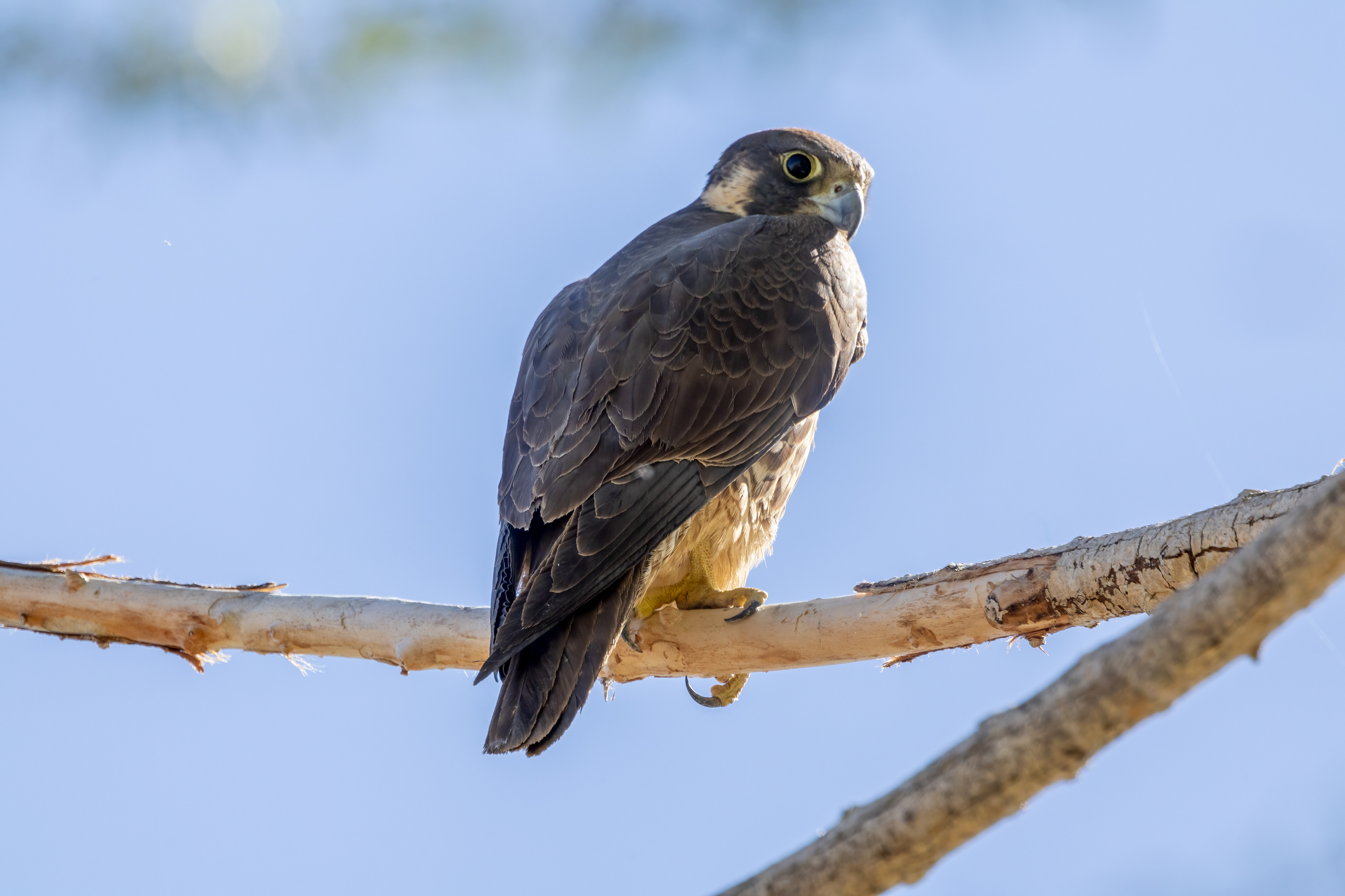 Peregrine Falcon
