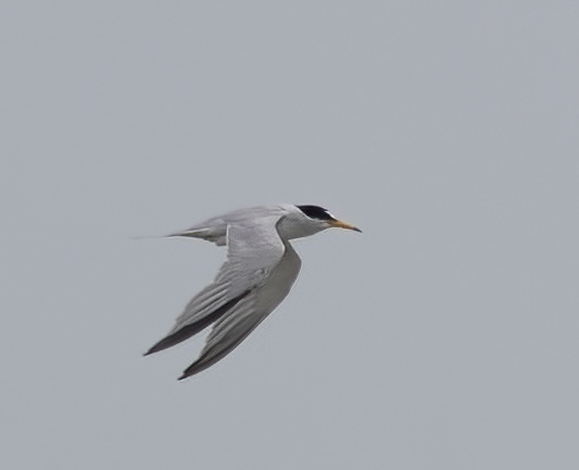 Least Tern