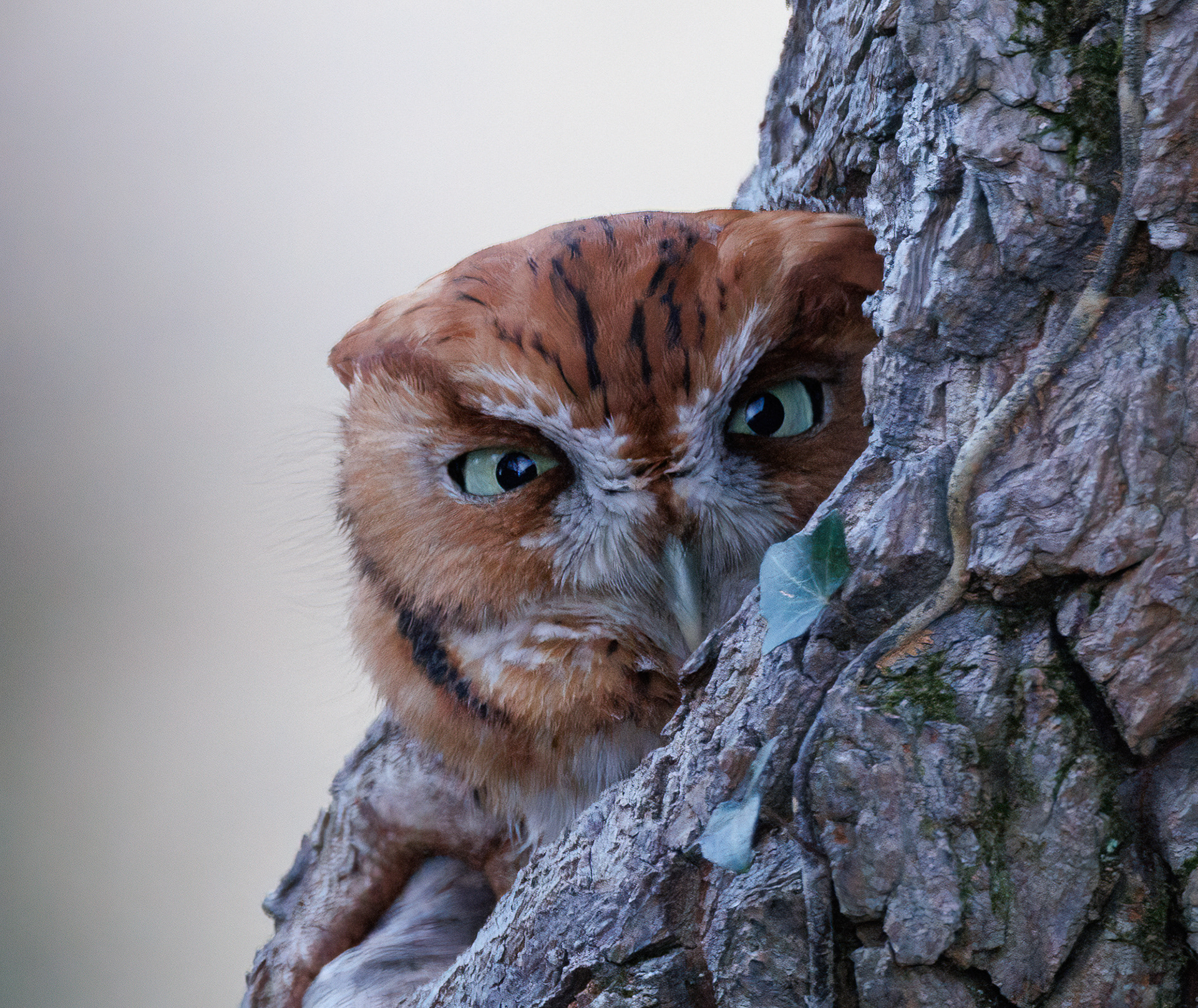 Eastern Screech-Owl