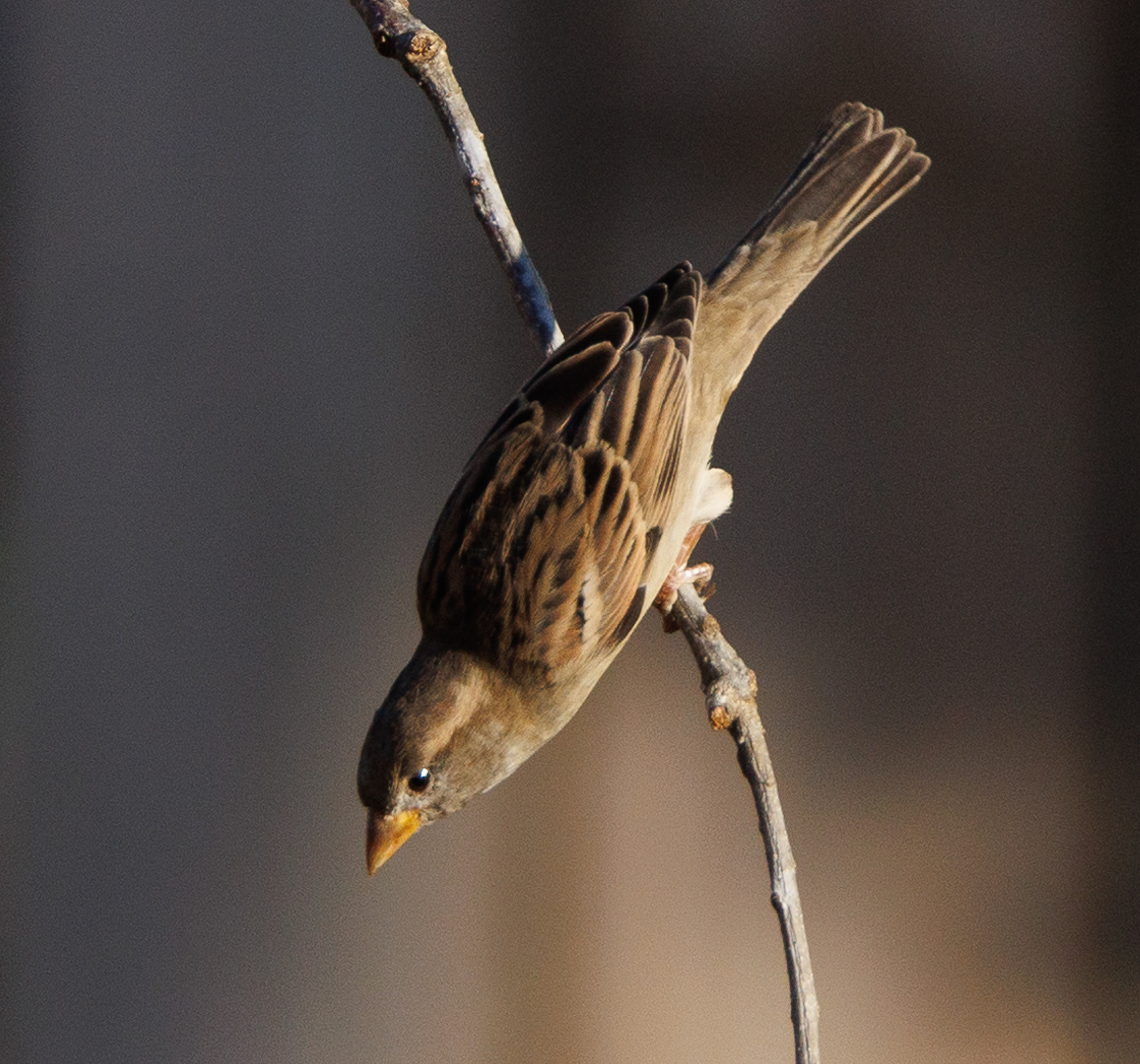White-crowned Sparrow