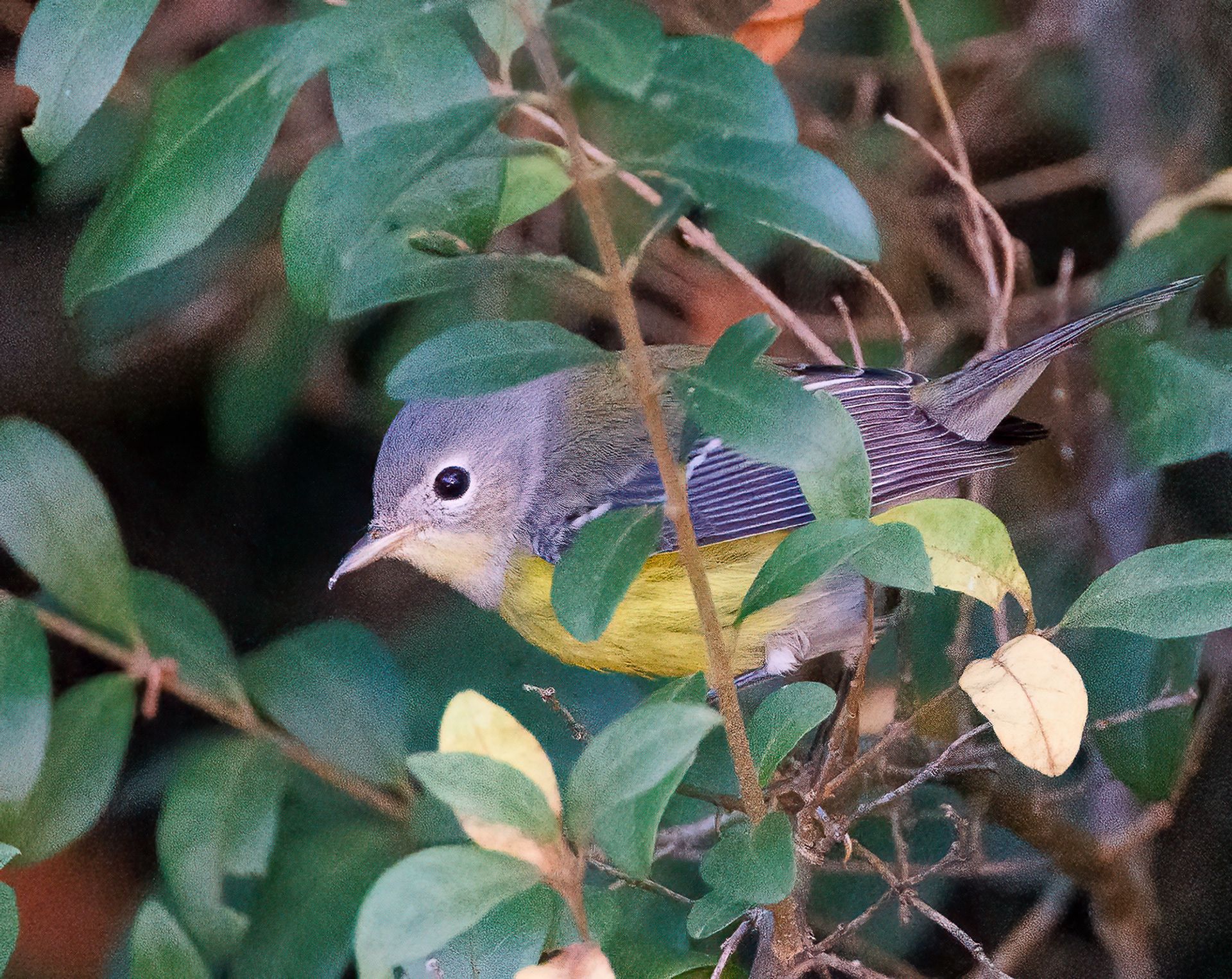 Magnolia Warbler