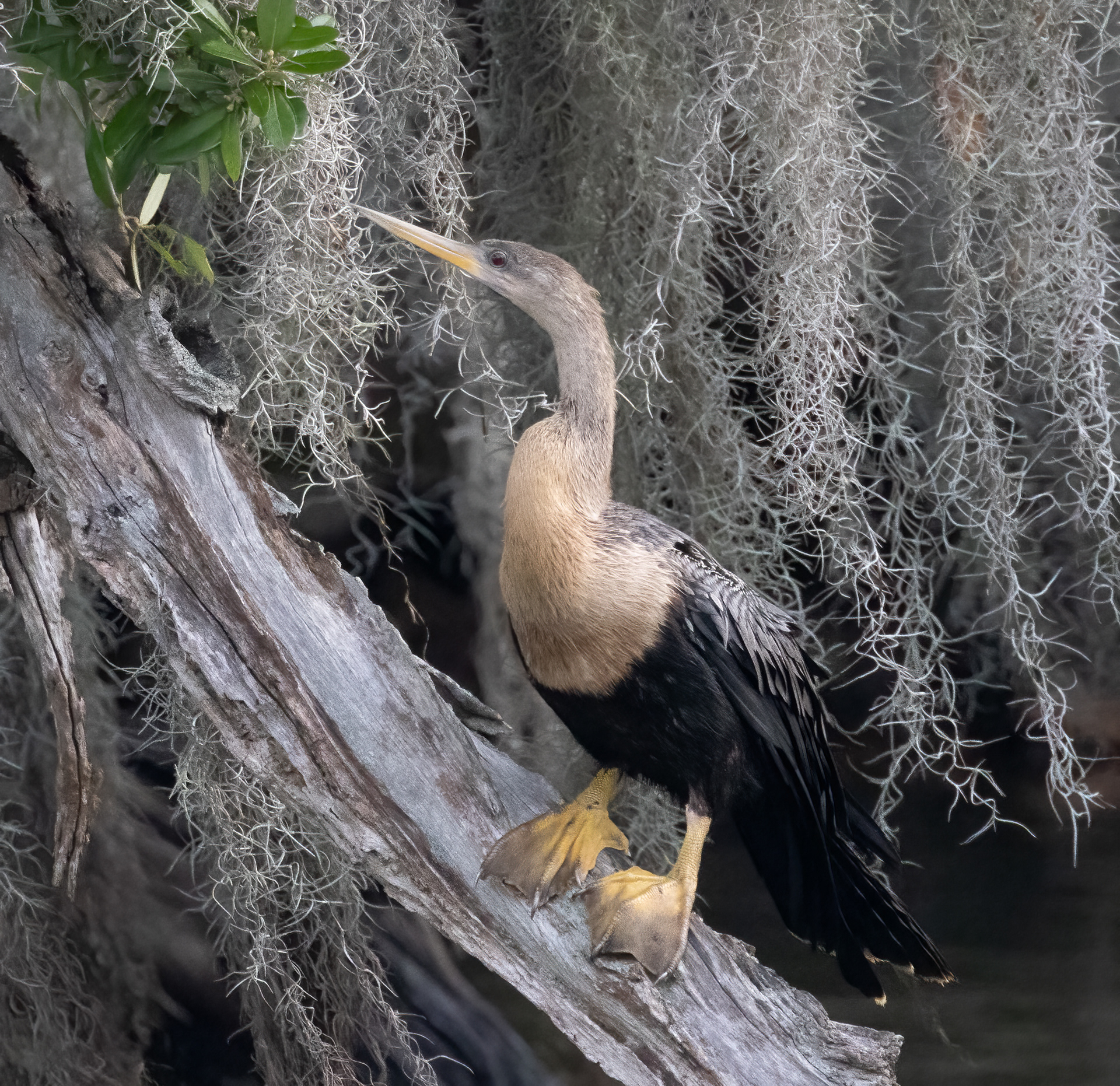 Anhinga