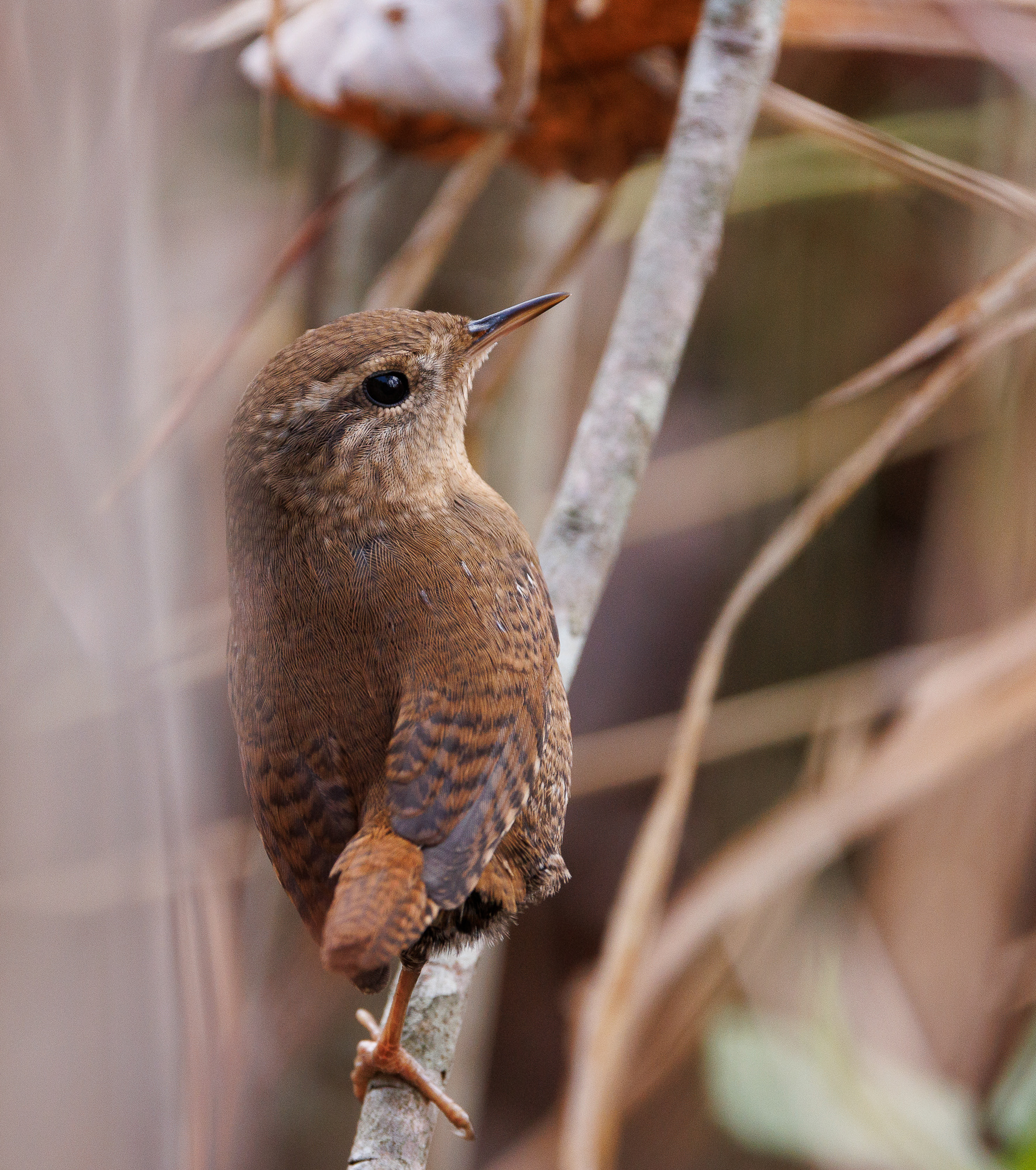 Winter Wren