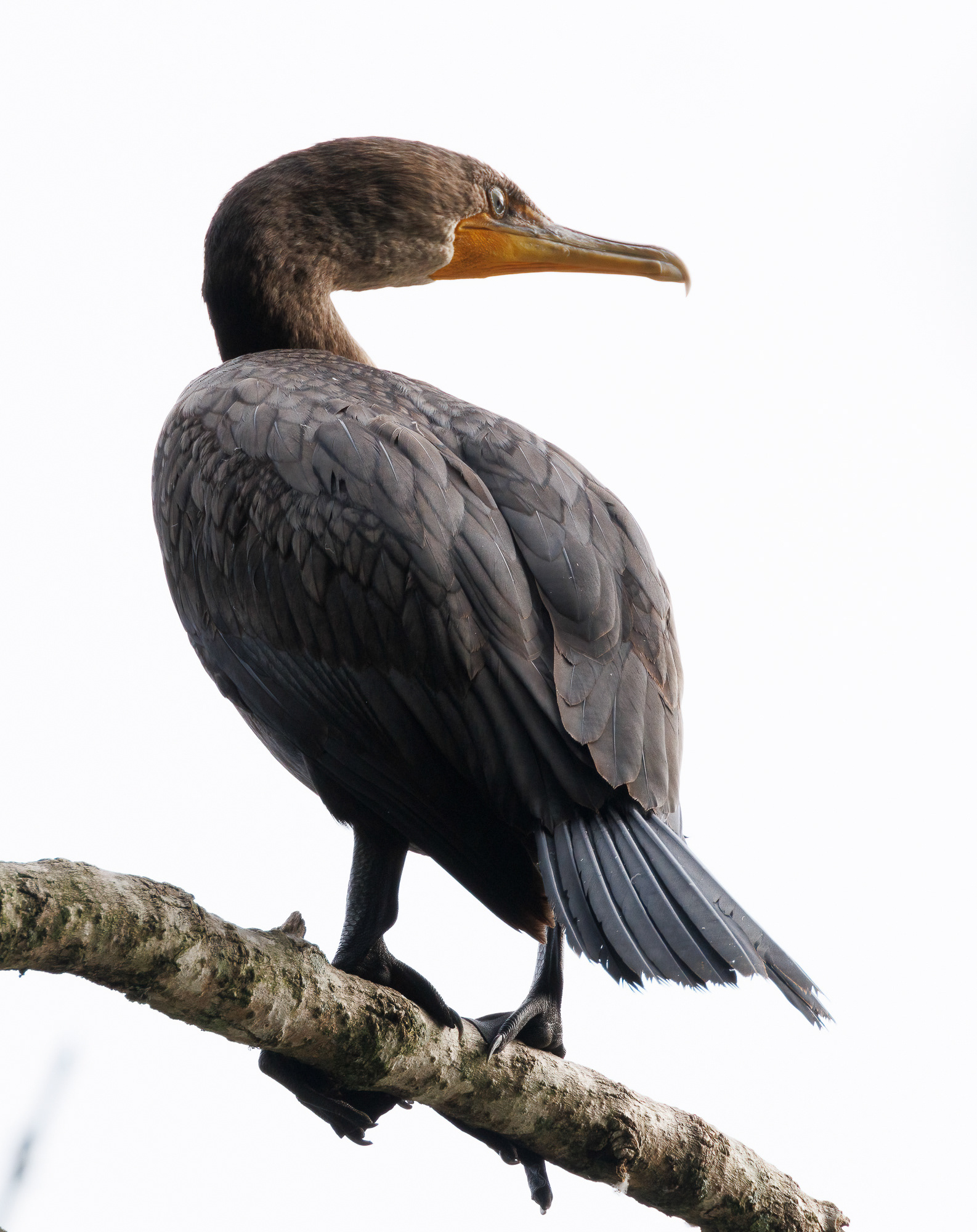 Double-crested Cormorant