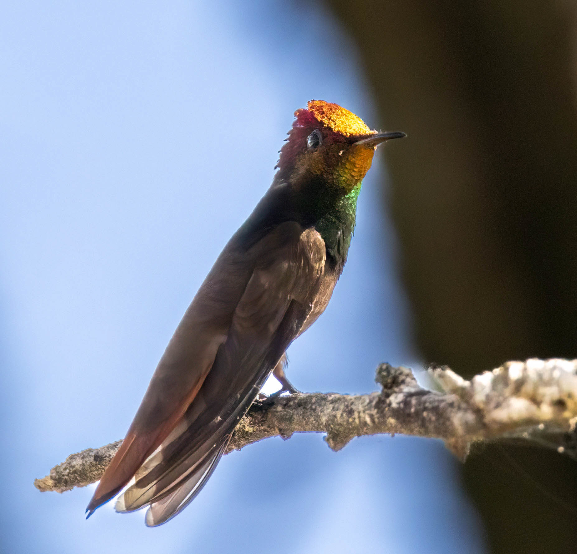 Ruby-topaz Hummingbird