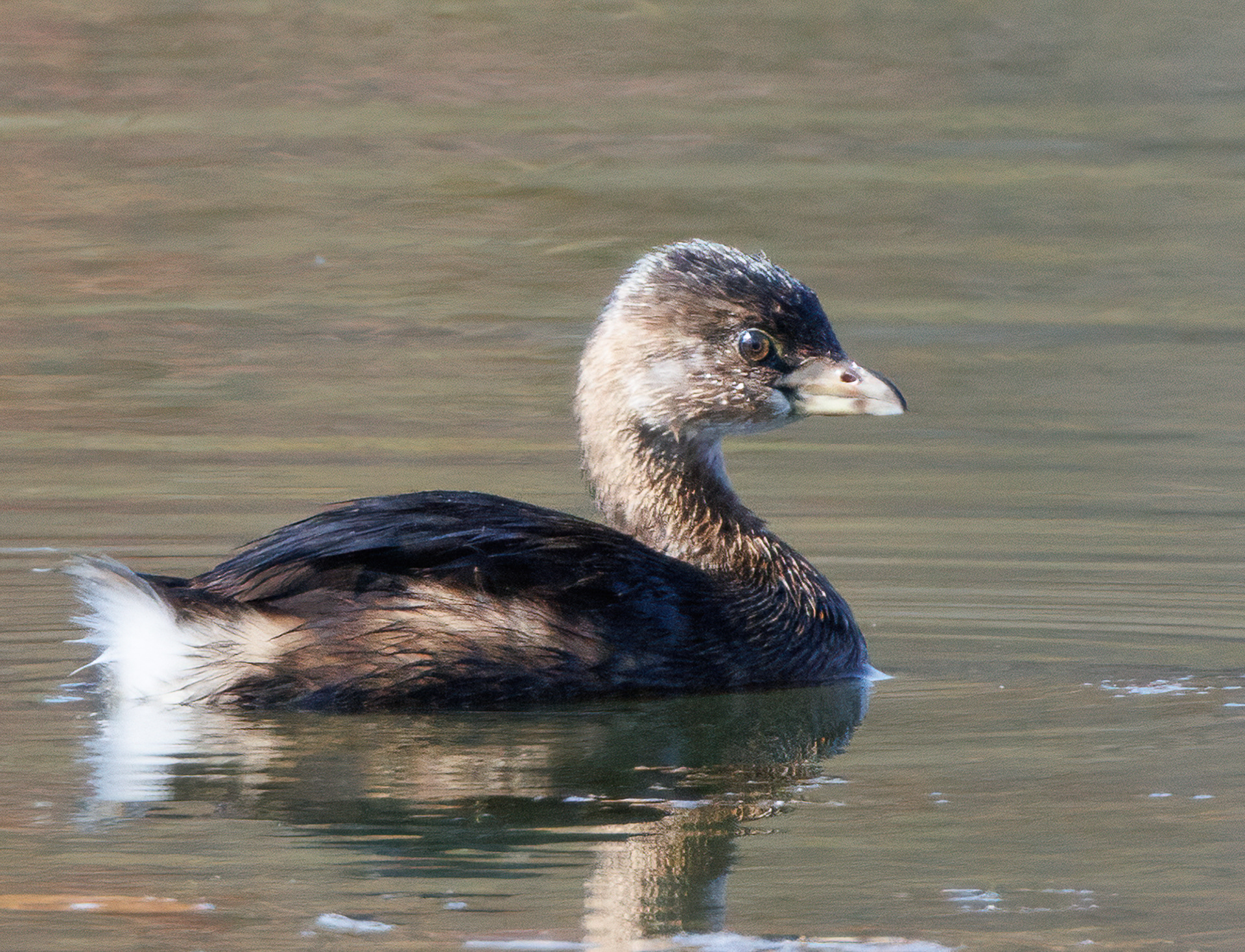 Pied-billed Grebe