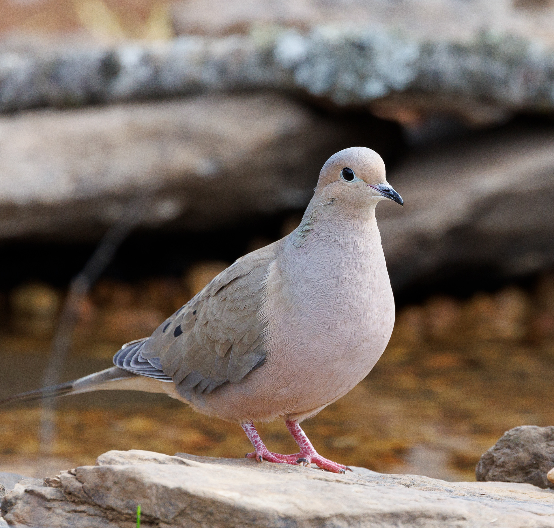 Mourning Dove