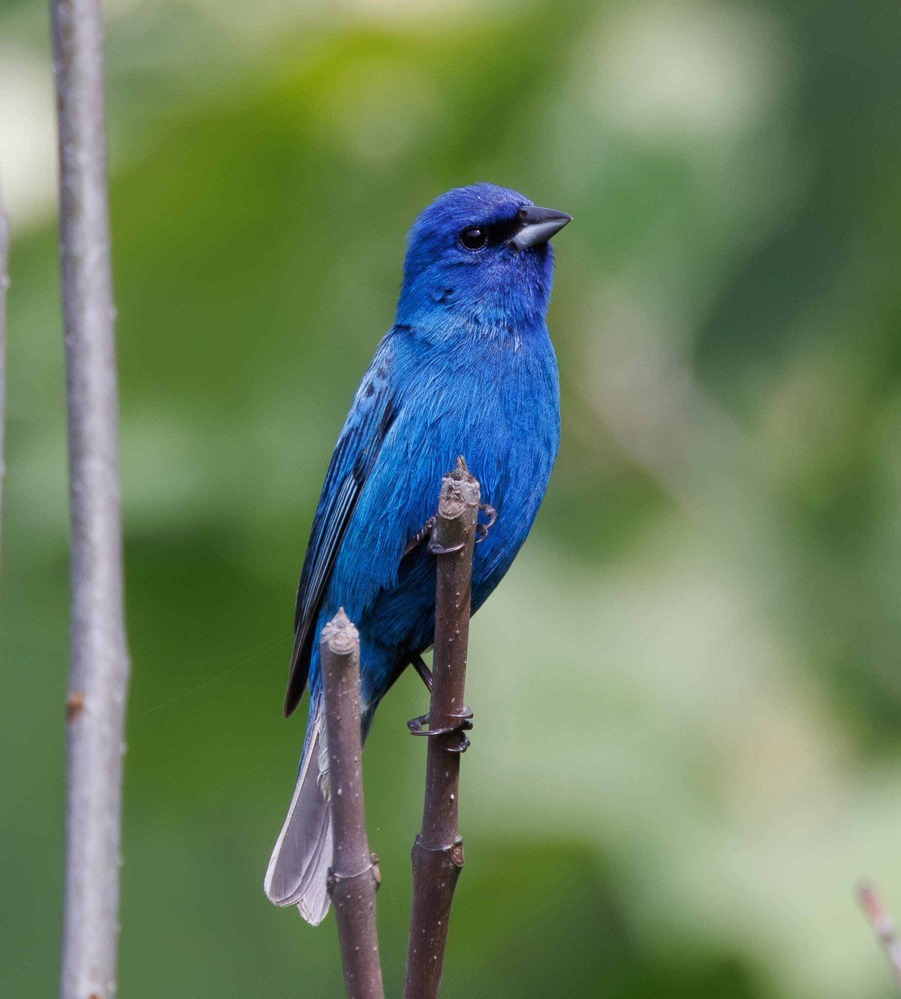 Indigo Bunting