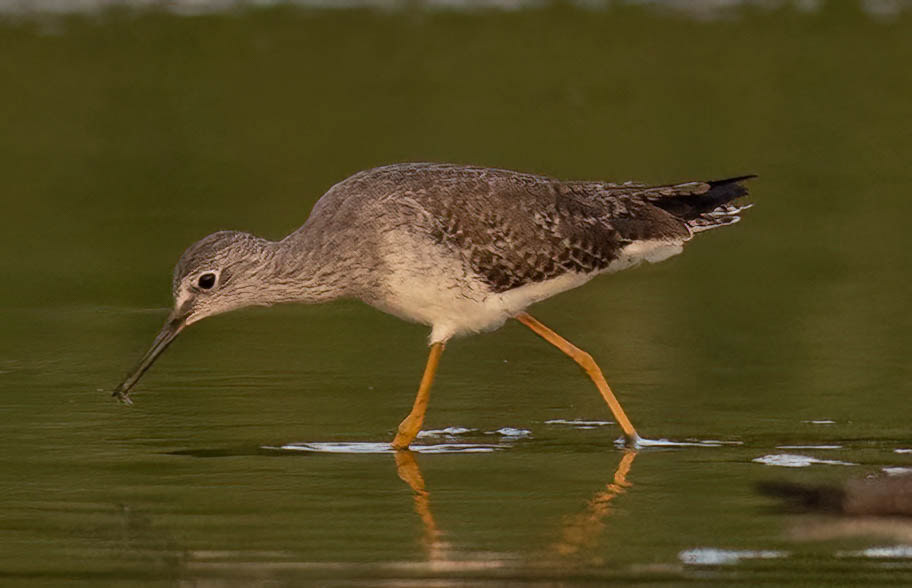 Lesser Yellowlegs