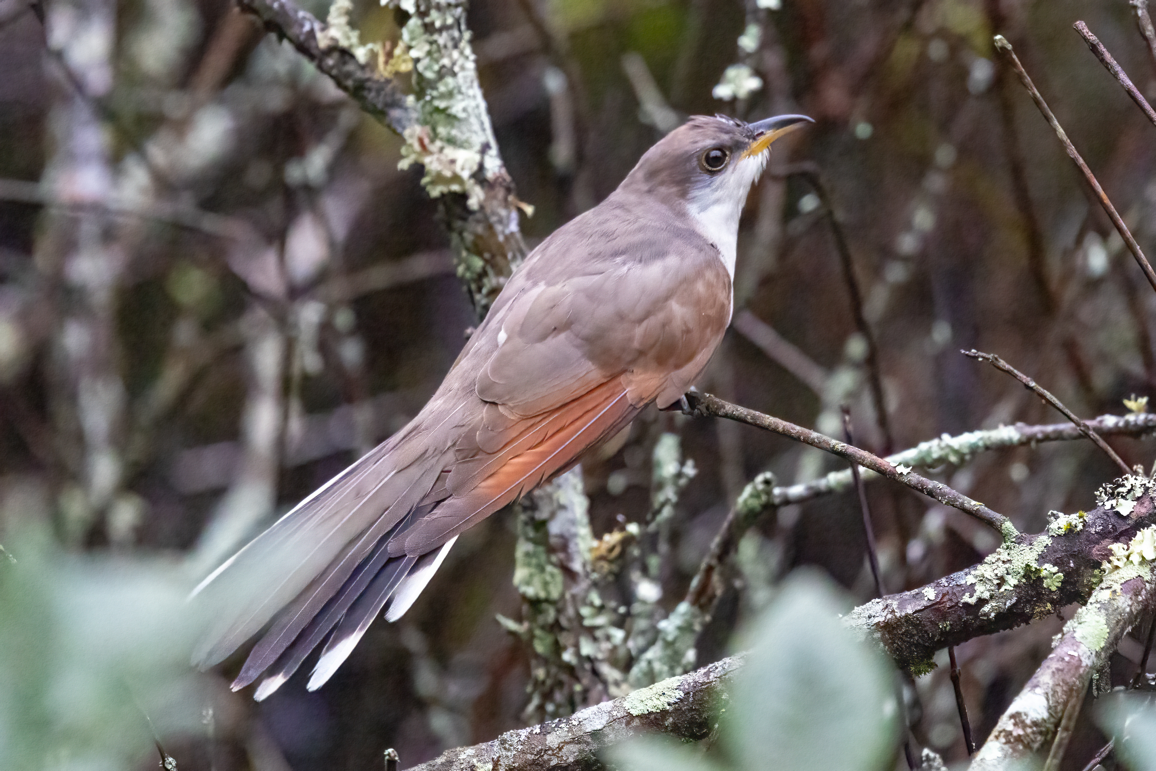 Yellow-billed Cuckoo