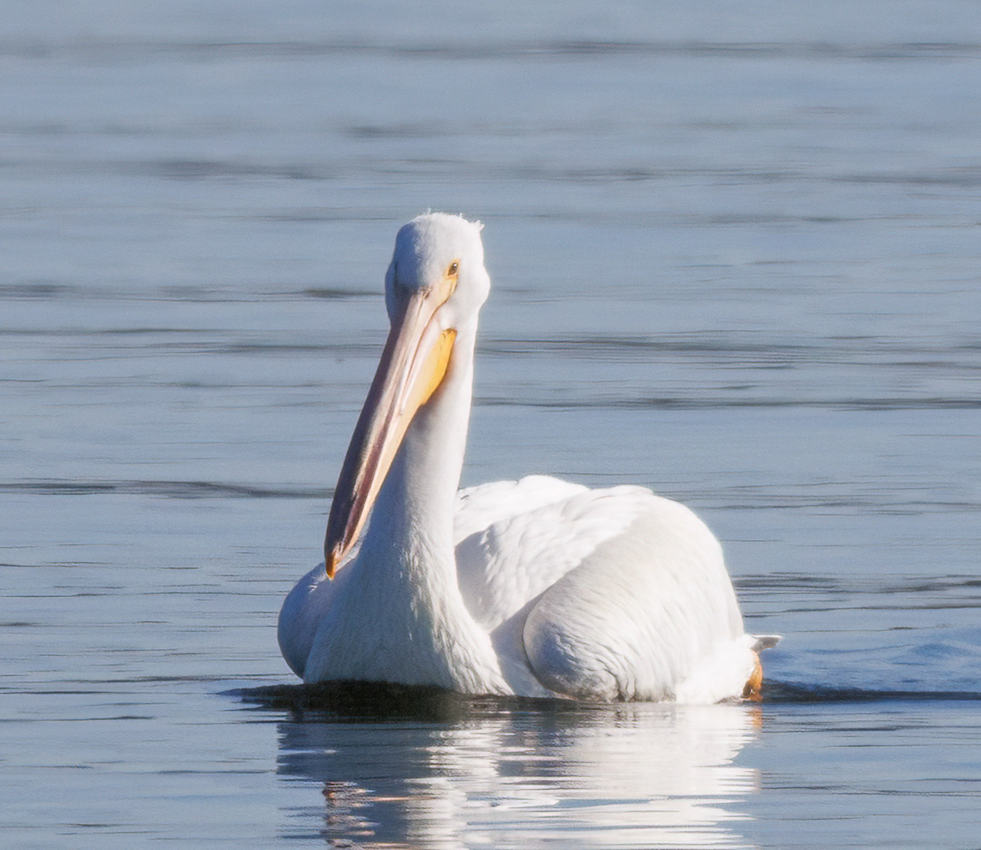 American White Pelican