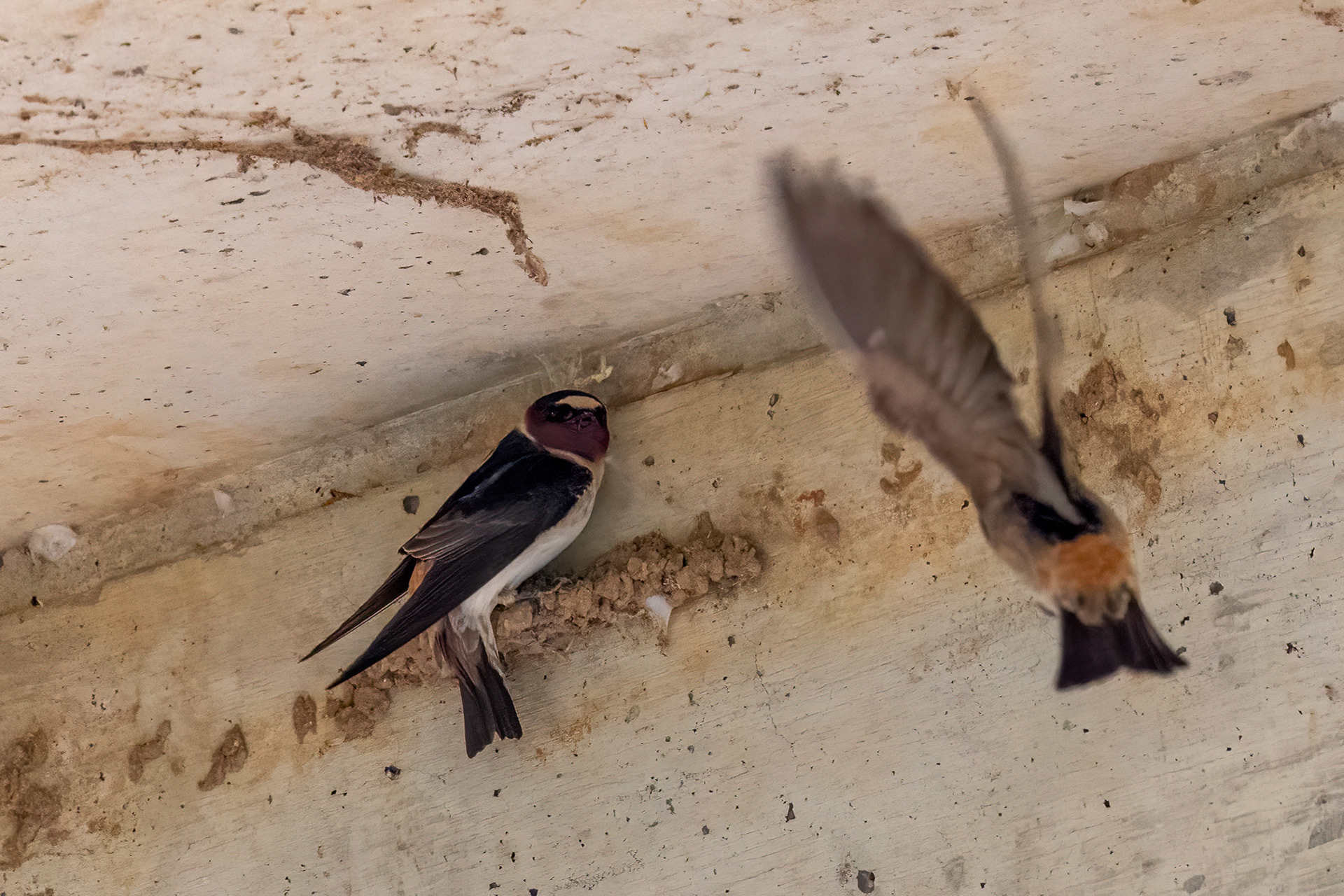 Cliff Swallow