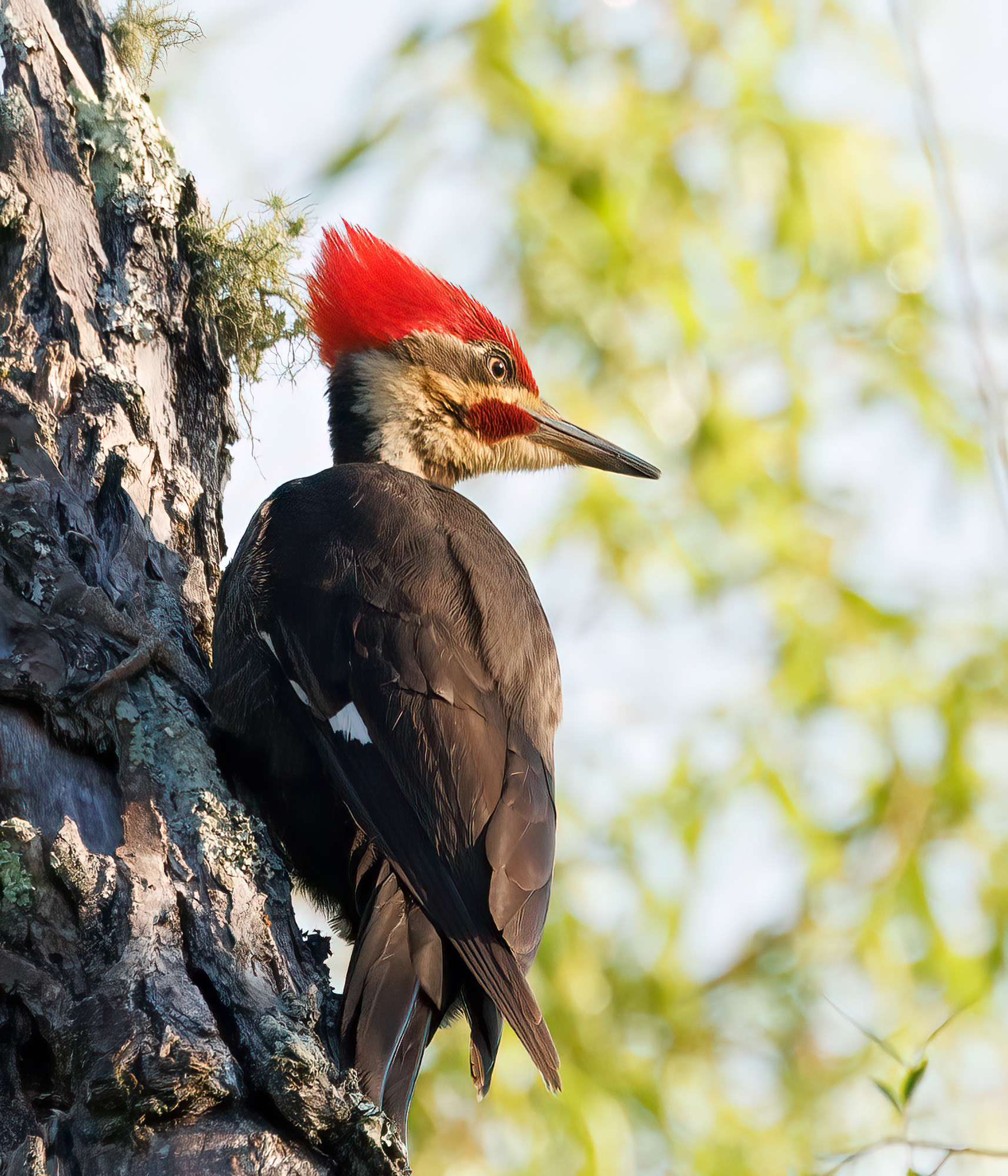 Pileated Woodpecker