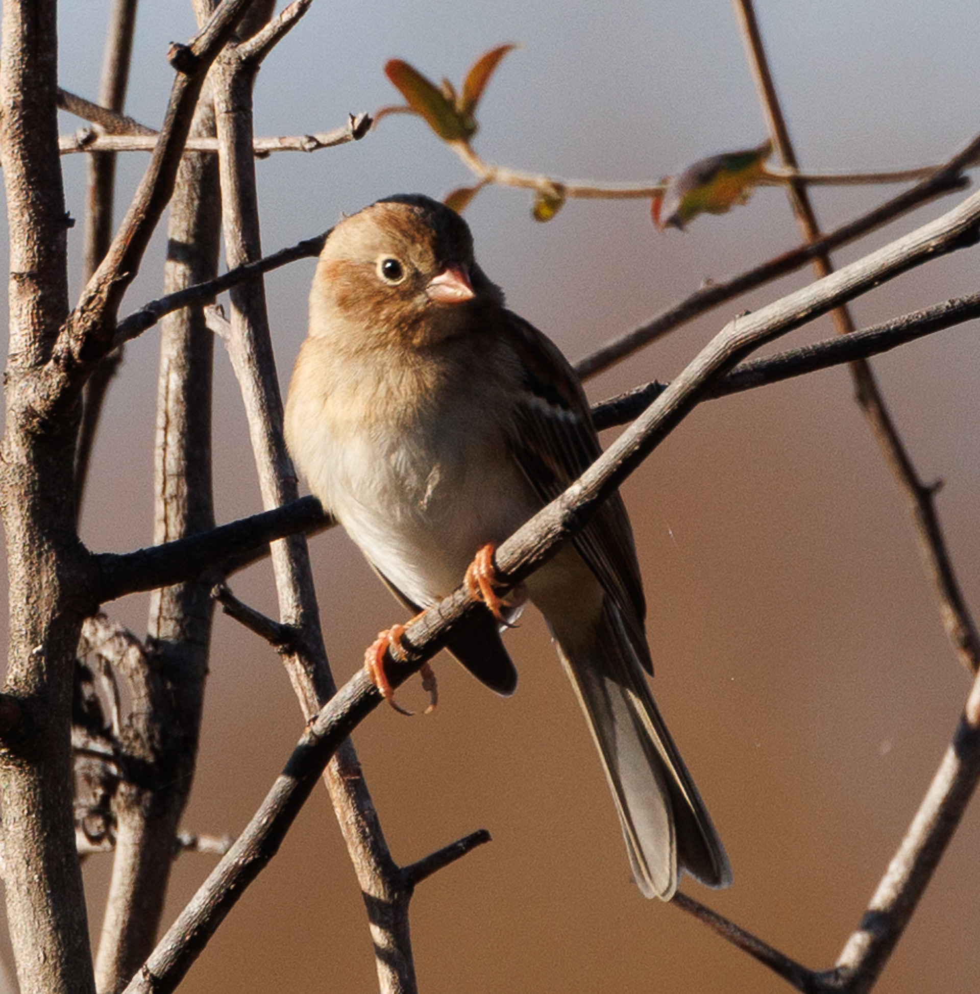 Field Sparrow