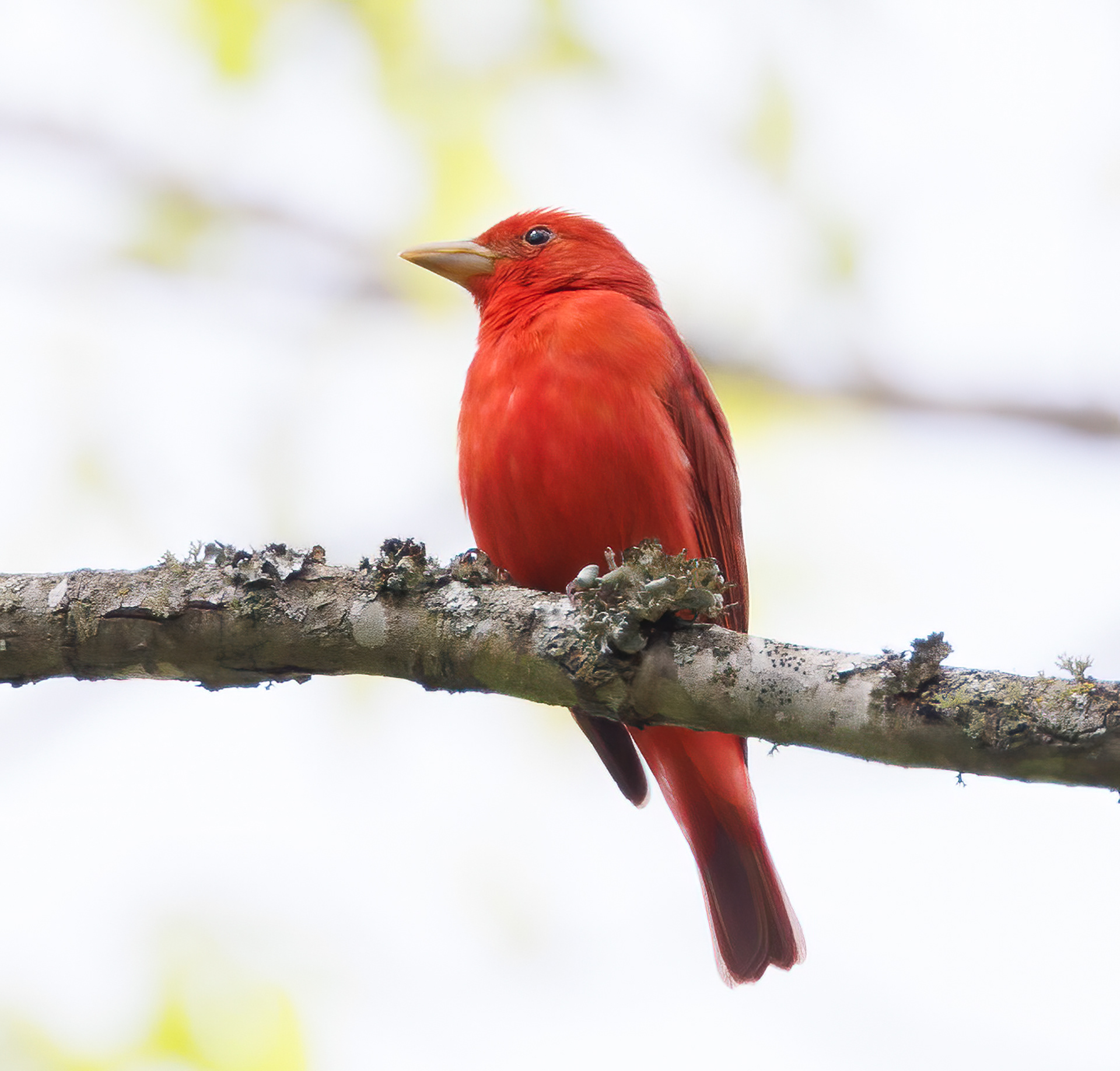 Summer Tanager